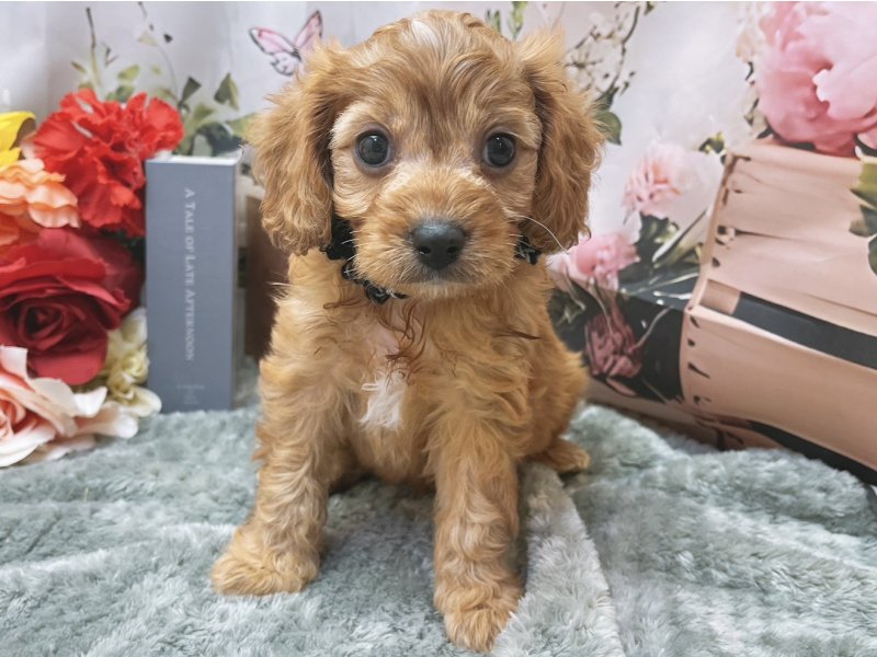 愛知県のハーフ犬・ミックス犬 (ペッツワン豊田四郷店/2026年4月17日生まれ/男の子/ブレンハイム)の子犬の2枚目の画像