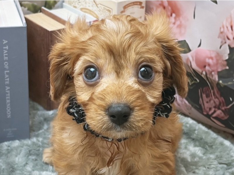 愛知県のハーフ犬・ミックス犬 (ペッツワン豊田四郷店/2026年4月17日生まれ/男の子/ブレンハイム)の子犬の1枚目の画像