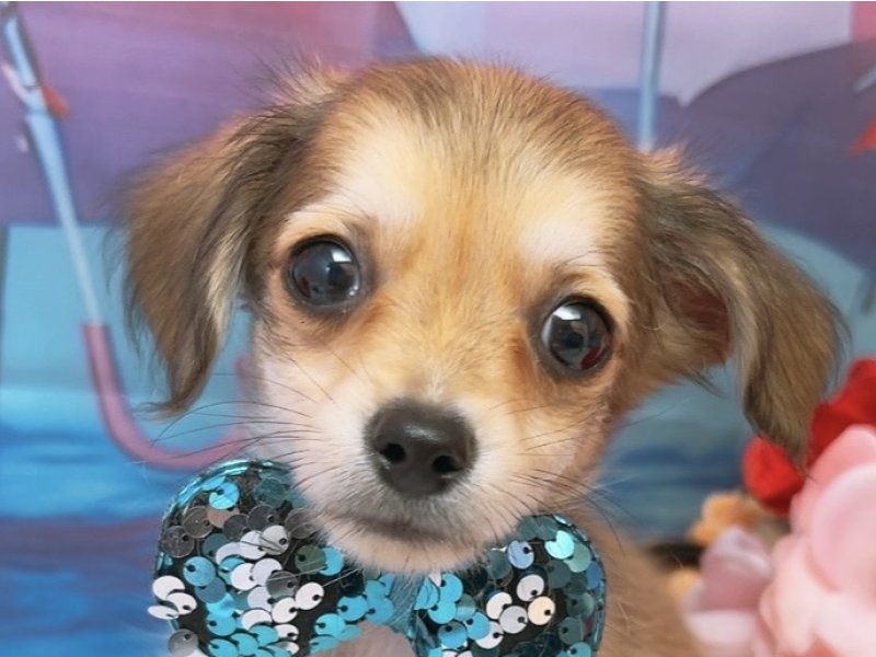 愛知県のハーフ犬・ミックス犬 (ペッツワン豊田四郷店/2026年6月6日生まれ/男の子/レッド)の子犬の1枚目の画像