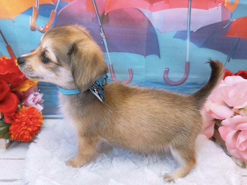 愛知県のハーフ犬・ミックス犬 (ペッツワン豊田四郷店/2026年6月6日生まれ/男の子/レッド)の子犬の3枚目の画像