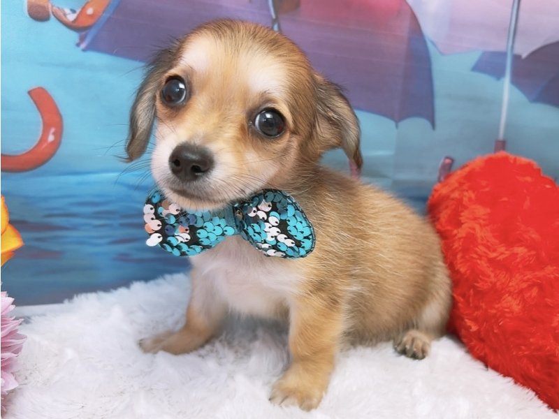 愛知県のハーフ犬・ミックス犬 (ペッツワン豊田四郷店/2026年6月6日生まれ/男の子/レッド)の子犬の2枚目の画像