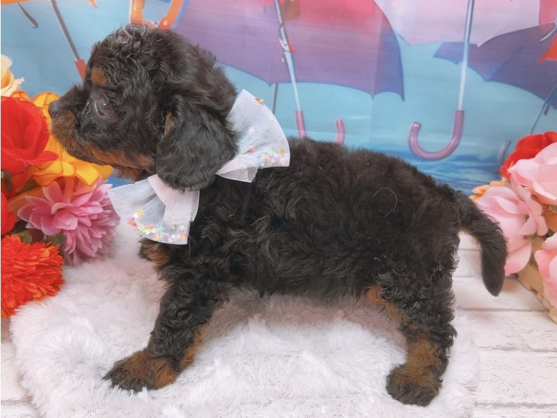 愛知県のハーフ犬・ミックス犬 (ペッツワン豊田四郷店/2026年6月7日生まれ/男の子/ブラックタンホワイト)の子犬の3枚目の画像