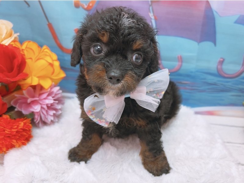 愛知県のハーフ犬・ミックス犬 (ペッツワン豊田四郷店/2026年6月7日生まれ/男の子/ブラックタンホワイト)の子犬の2枚目の画像