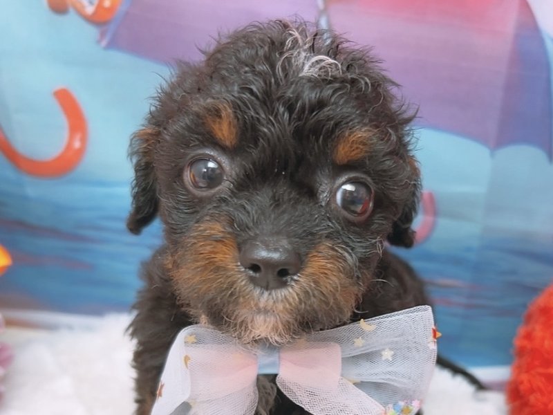 愛知県のハーフ犬・ミックス犬 (ペッツワン豊田四郷店/2026年6月7日生まれ/男の子/ブラックタンホワイト)の子犬の1枚目の画像