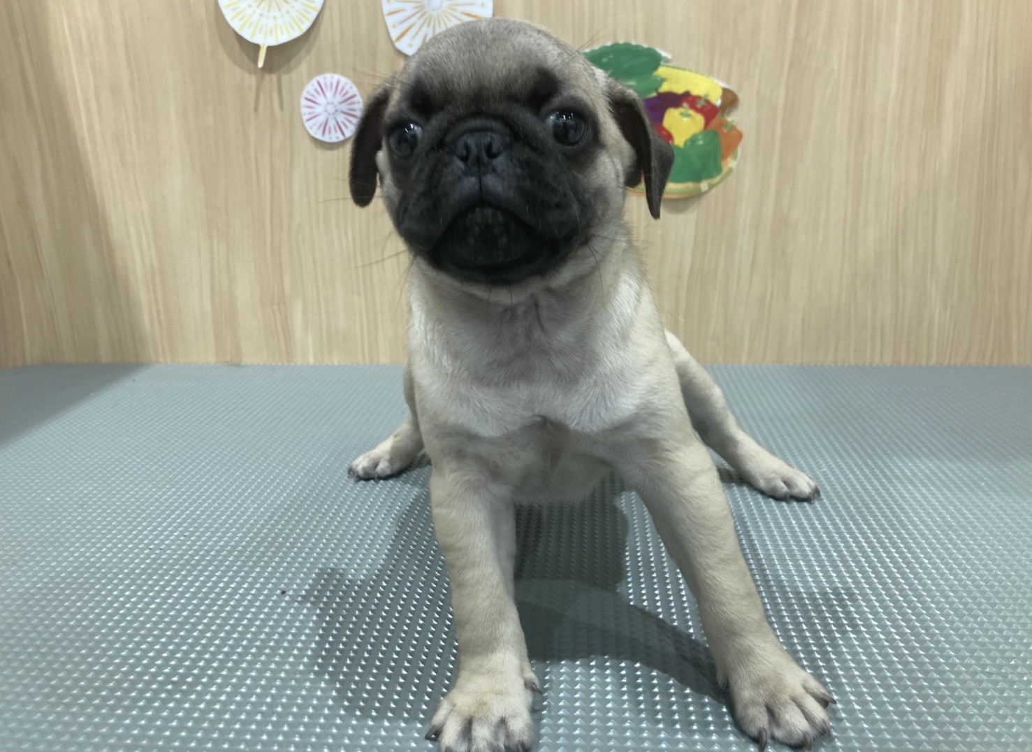 福島県のパグ (ペッツワン会津若松店/2026年6月6日生まれ/男の子/フォーン)の子犬の1枚目の画像