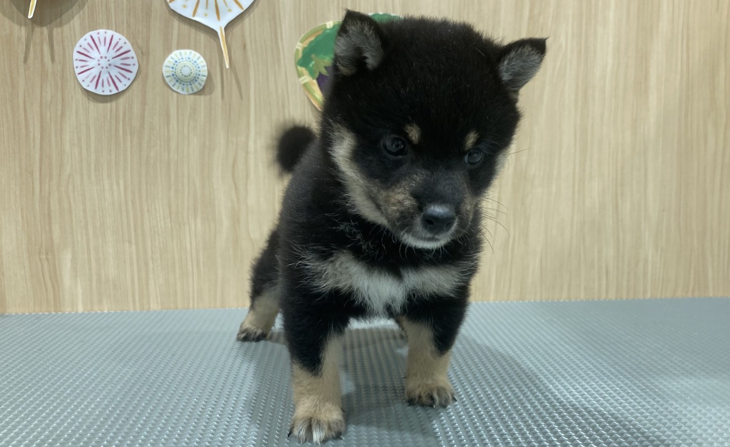福島県の豆柴 (ペッツワン会津若松店/2026年6月7日生まれ/男の子/黒)の子犬の1枚目の画像