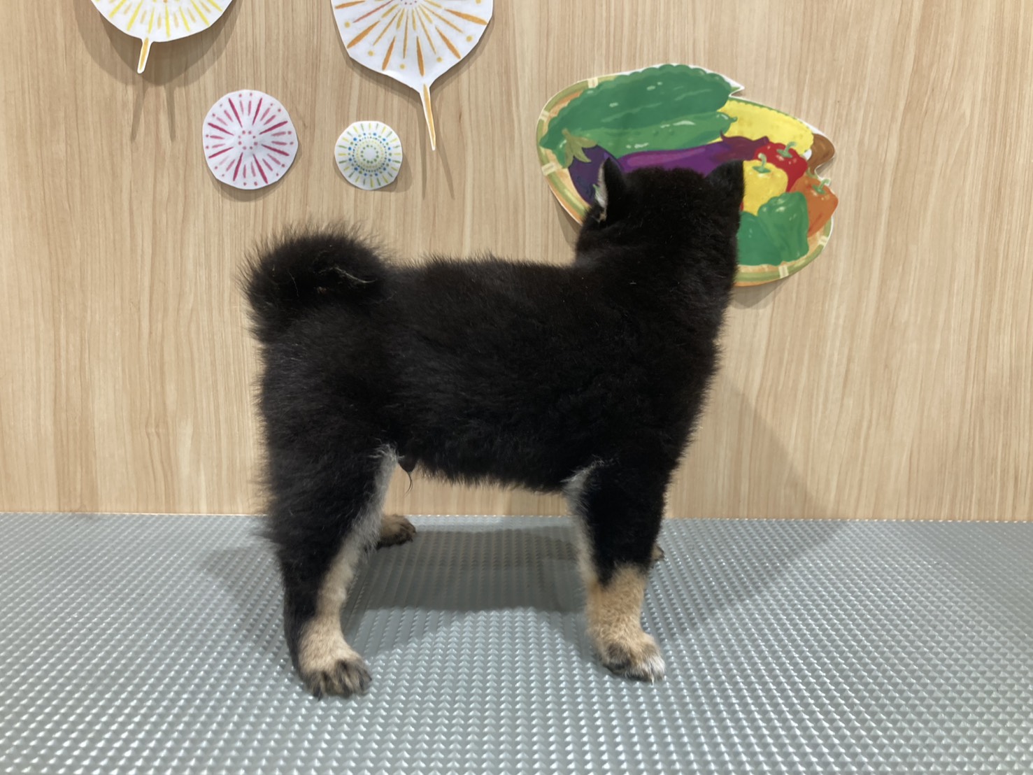 福島県の豆柴 (ペッツワン会津若松店/2026年6月7日生まれ/男の子/黒)の子犬の3枚目の画像