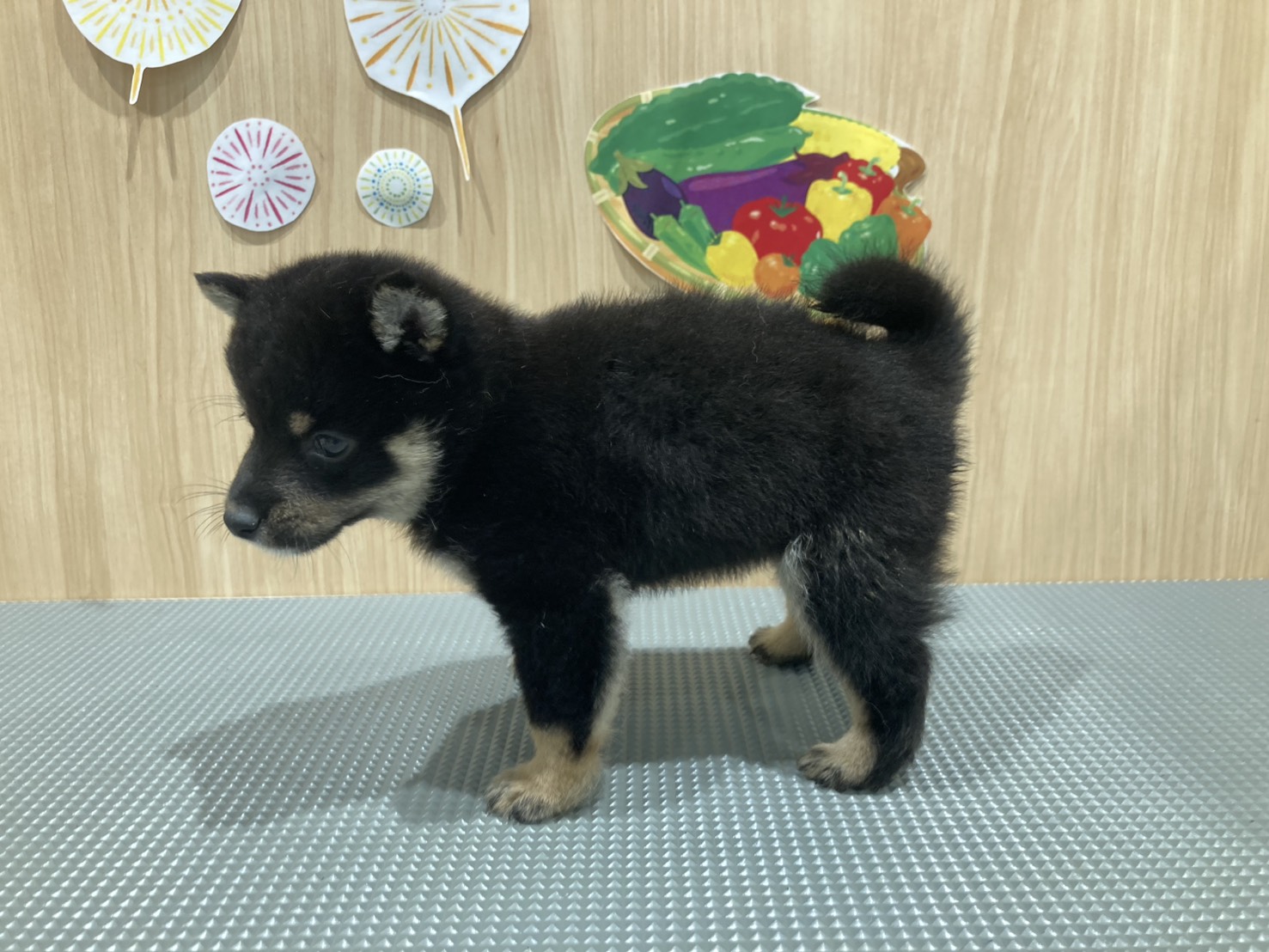 福島県の豆柴 (ペッツワン会津若松店/2026年6月7日生まれ/男の子/黒)の子犬の2枚目の画像