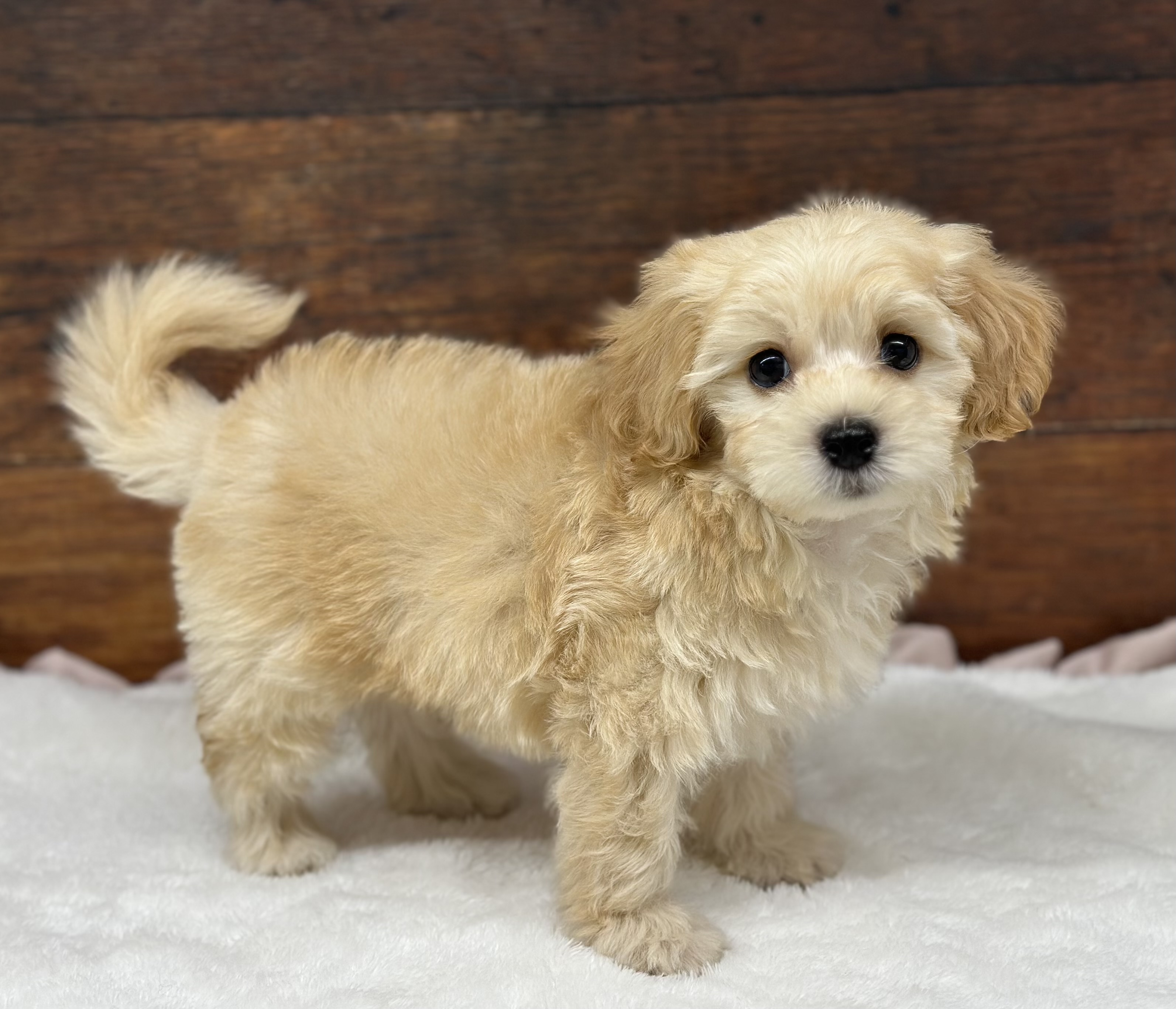 愛知県のハーフ犬・ミックス犬 (ペッツワン名古屋大高インター店/2026年6月2日生まれ/男の子/クリーム)の子犬の1枚目の画像