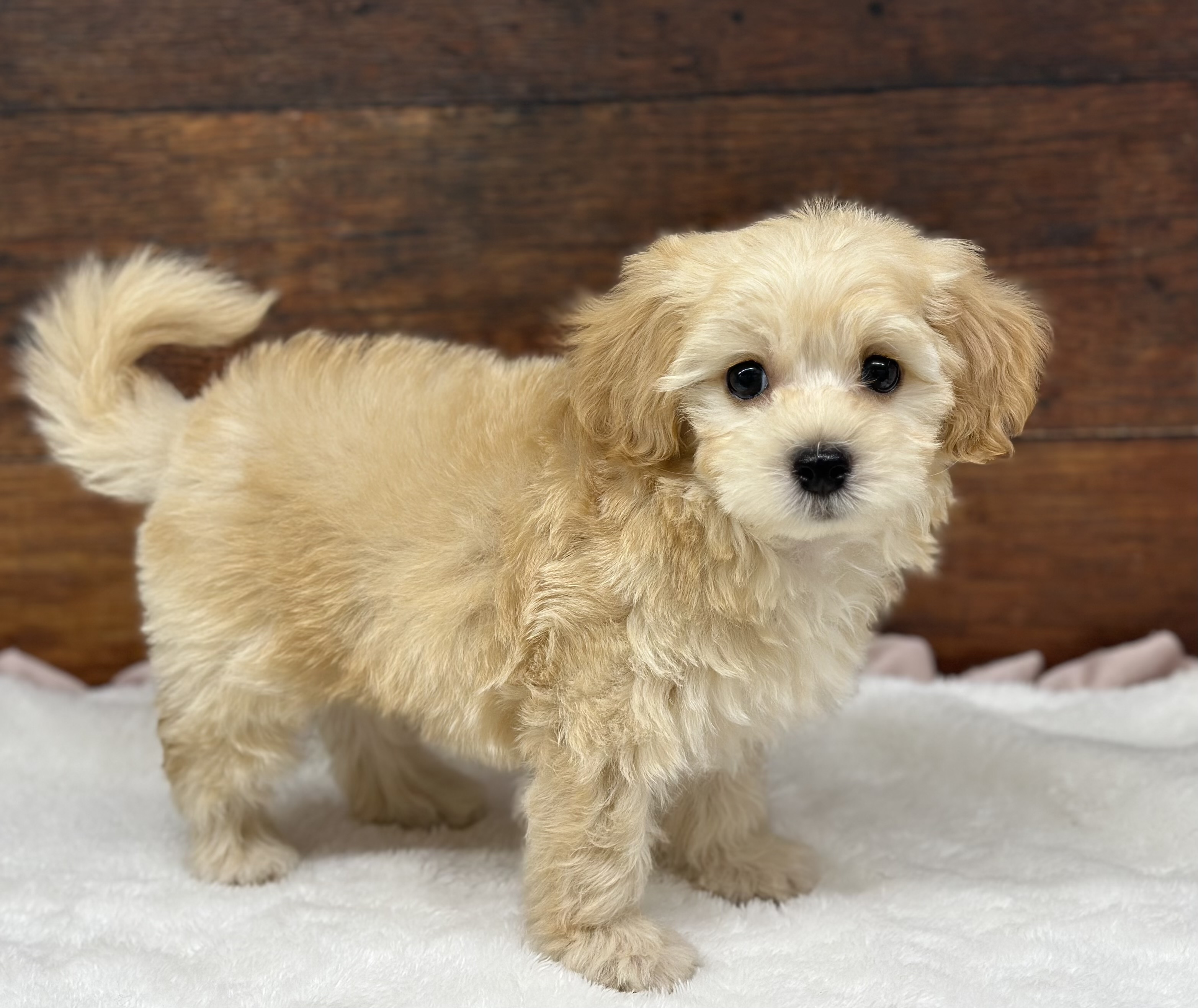 愛知県のハーフ犬・ミックス犬 (ペッツワン名古屋大高インター店/2026年6月2日生まれ/男の子/クリーム)の子犬の2枚目の画像
