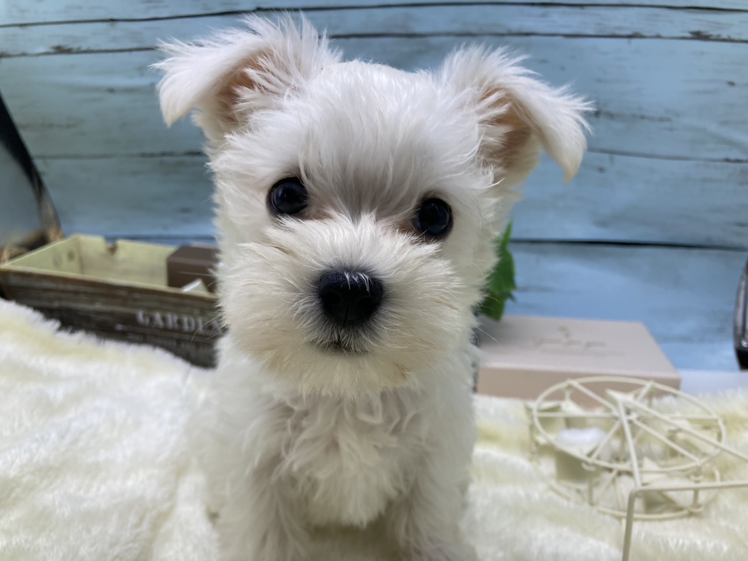 静岡県のハーフ犬・ミックス犬 (ペッツワン藤枝店/2026年6月7日生まれ/男の子/ホワイト)の子犬の3枚目の画像