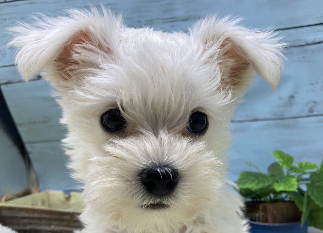 静岡県のハーフ犬・ミックス犬 (ペッツワン藤枝店/2026年6月7日生まれ/男の子/ホワイト)の子犬の1枚目の画像