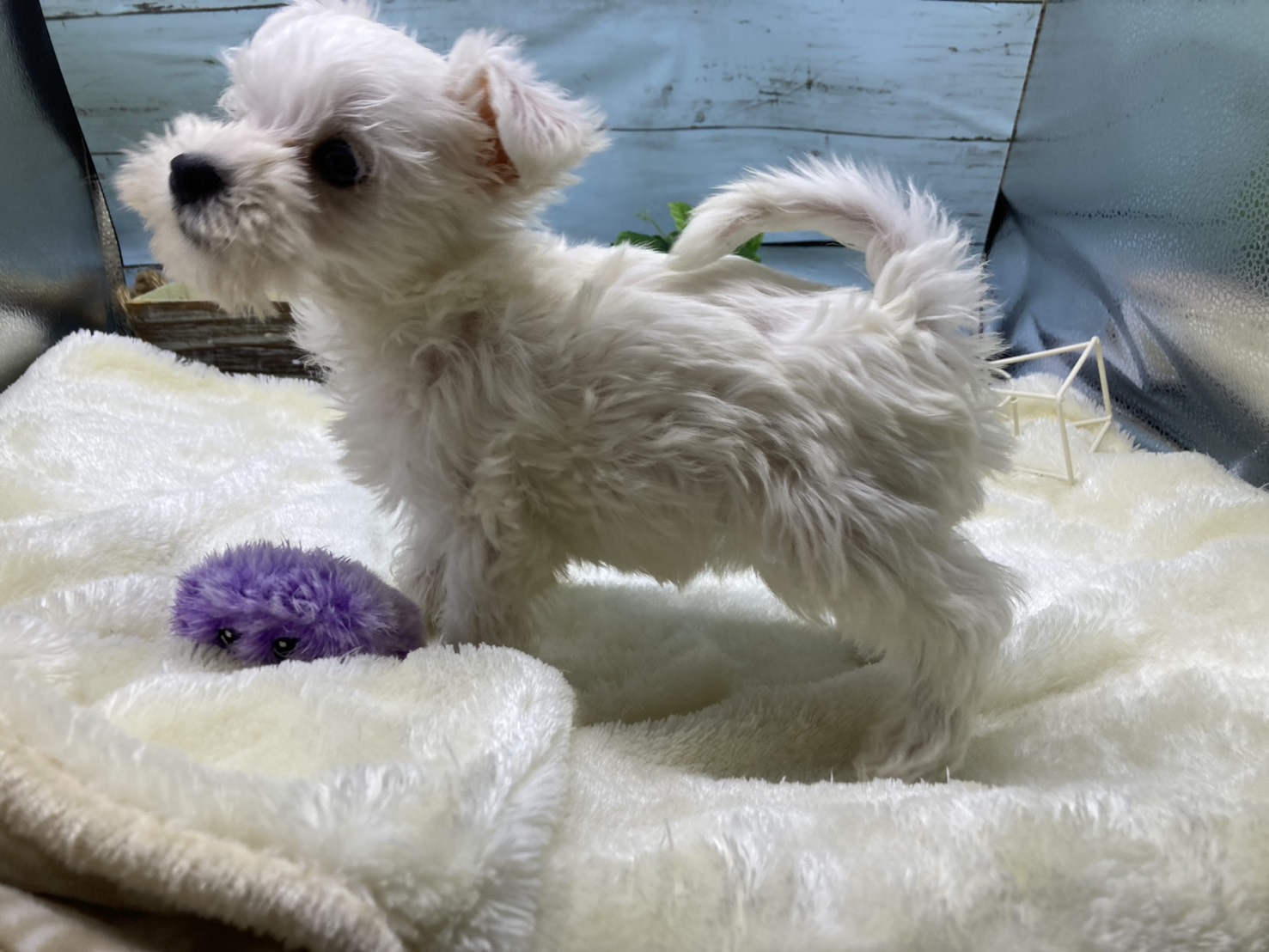 静岡県のハーフ犬・ミックス犬 (ペッツワン藤枝店/2026年6月7日生まれ/男の子/ホワイト)の子犬の2枚目の画像