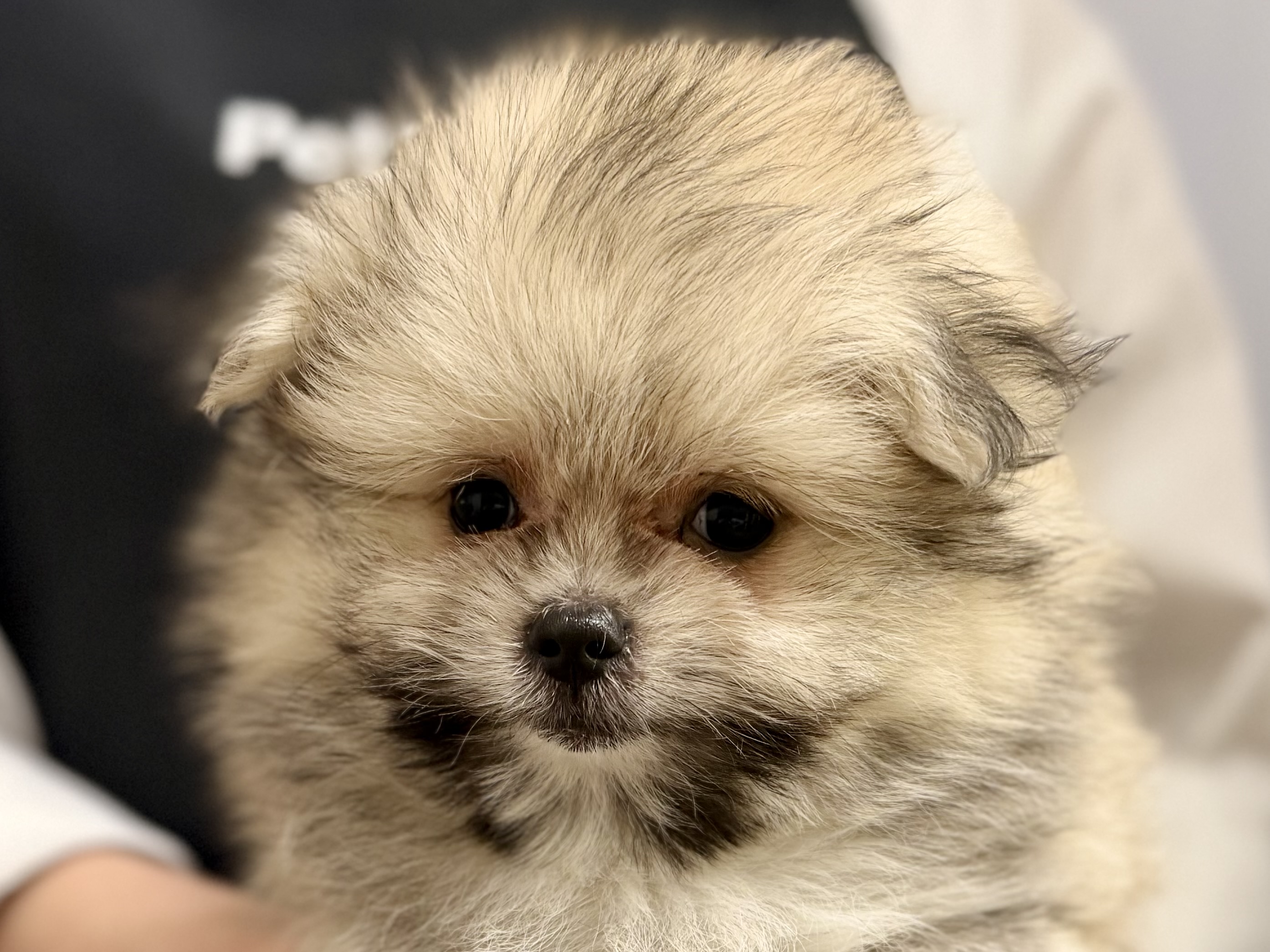 愛知県のハーフ犬・ミックス犬 (ペッツワン名古屋堀田店/2026年6月7日生まれ/男の子/その他色)の子犬