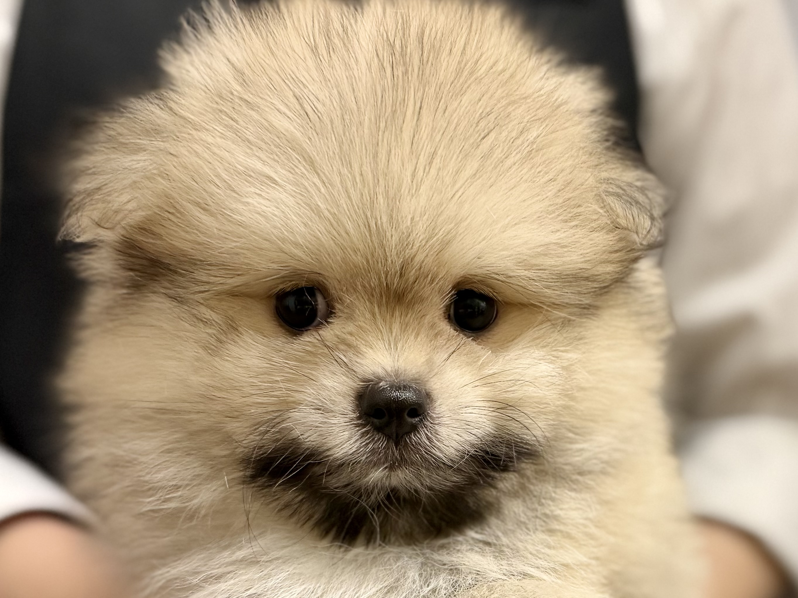 愛知県のハーフ犬・ミックス犬 (ペッツワン名古屋堀田店/2026年6月7日生まれ/男の子/その他色)の子犬