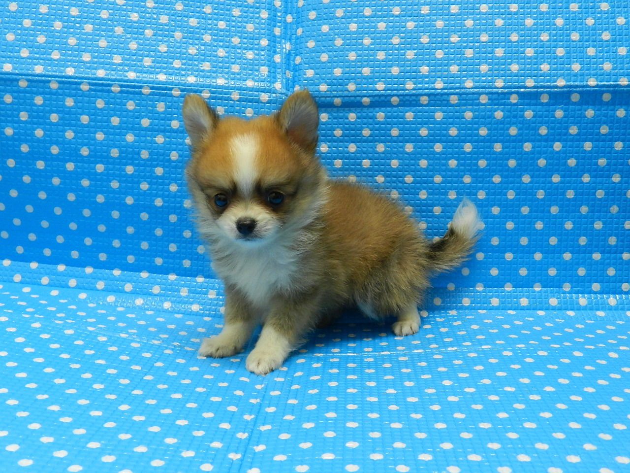 静岡県のハーフ犬・ミックス犬 (ペッツワン御殿場店/2026年6月7日生まれ/男の子/オレンジホワイト)の子犬