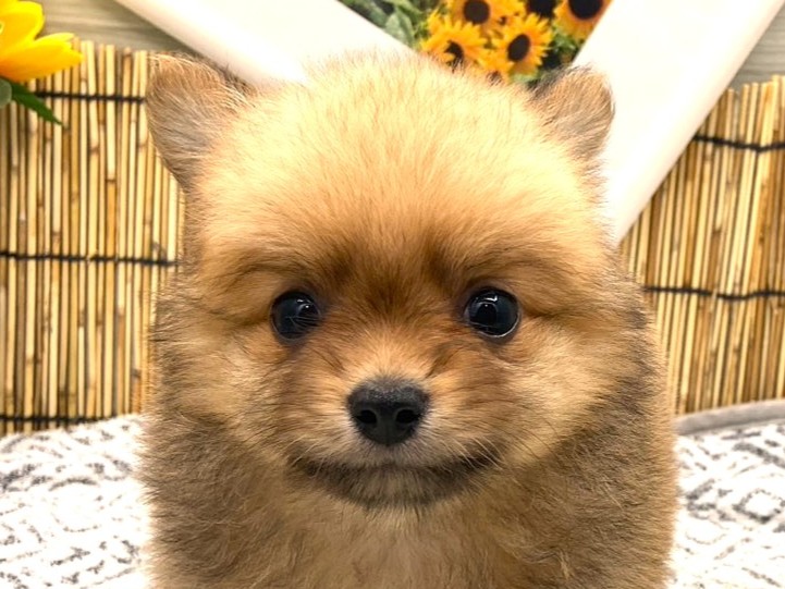 京都府のハーフ犬・ミックス犬 (ペッツワン木津川店/2026年5月31日生まれ/男の子/オレンジ)の子犬の1枚目の画像