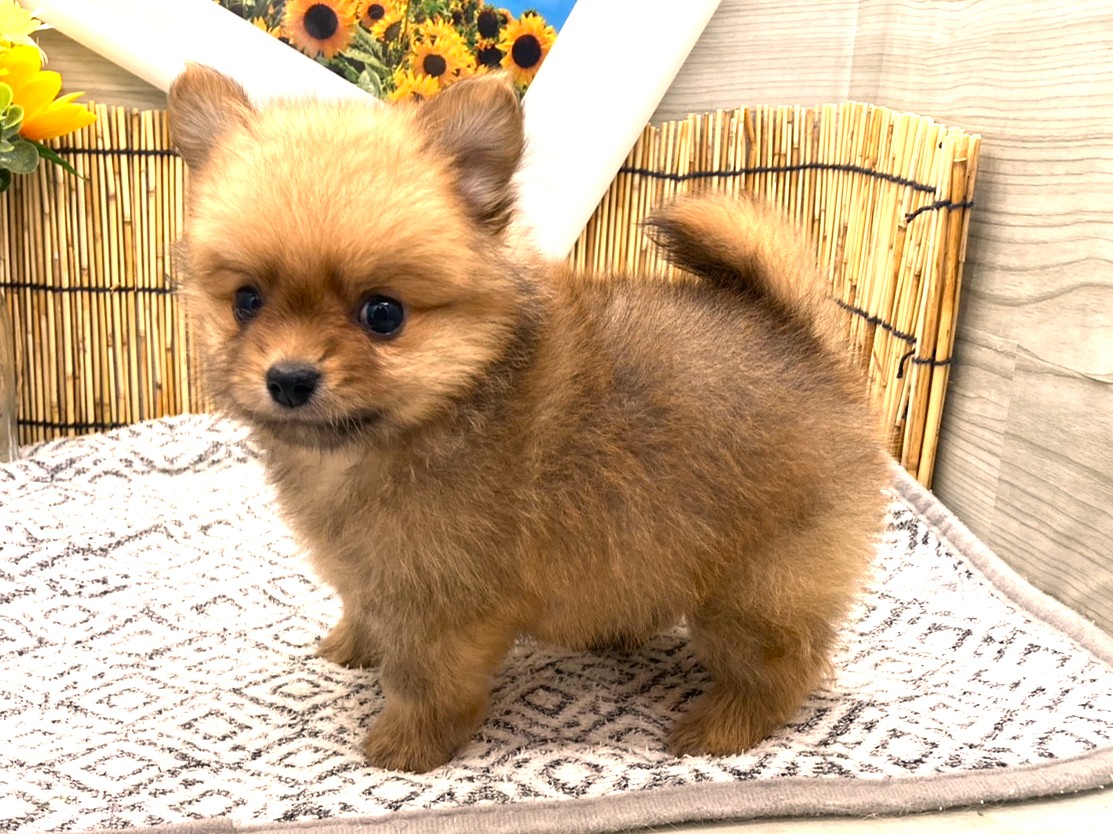 京都府のハーフ犬・ミックス犬 (ペッツワン木津川店/2026年5月31日生まれ/男の子/オレンジ)の子犬の3枚目の画像