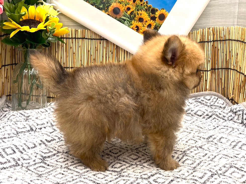 京都府のハーフ犬・ミックス犬 (ペッツワン木津川店/2026年5月31日生まれ/男の子/オレンジ)の子犬の2枚目の画像
