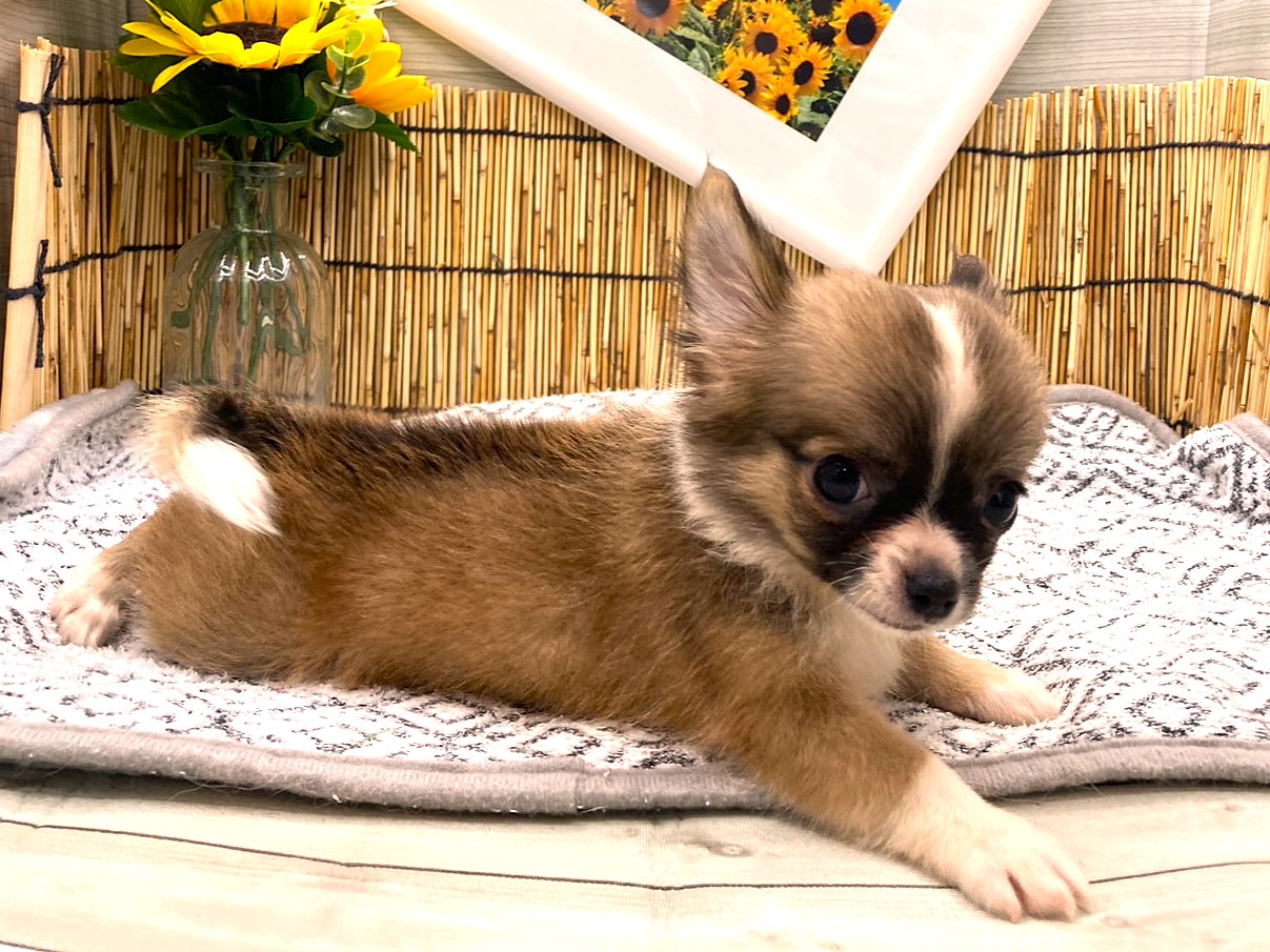 京都府のハーフ犬・ミックス犬 (ペッツワン木津川店/2026年6月2日生まれ/男の子/レッドホワイト)の子犬の2枚目の画像