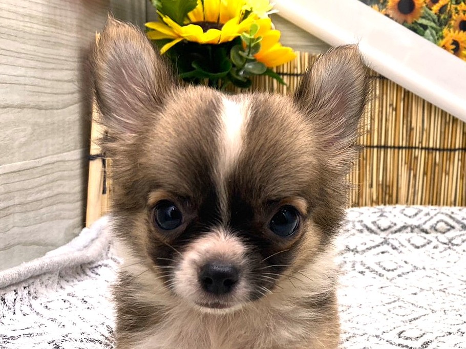 京都府のハーフ犬・ミックス犬 (ペッツワン木津川店/2026年6月2日生まれ/男の子/レッドホワイト)の子犬の1枚目の画像