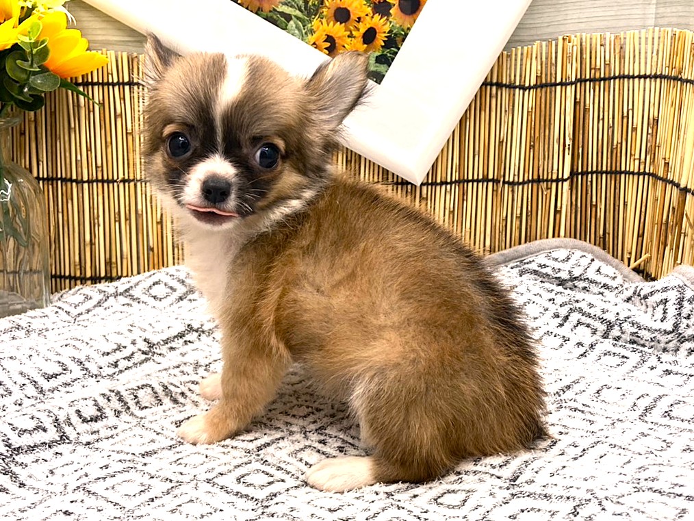 京都府のハーフ犬・ミックス犬 (ペッツワン木津川店/2026年6月2日生まれ/男の子/レッドホワイト)の子犬の3枚目の画像