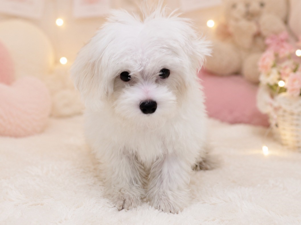 福島県のハーフ犬・ミックス犬 (ペッツワン郡山富田店/2026年4月17日生まれ/女の子/ホワイト)の子犬の2枚目の画像