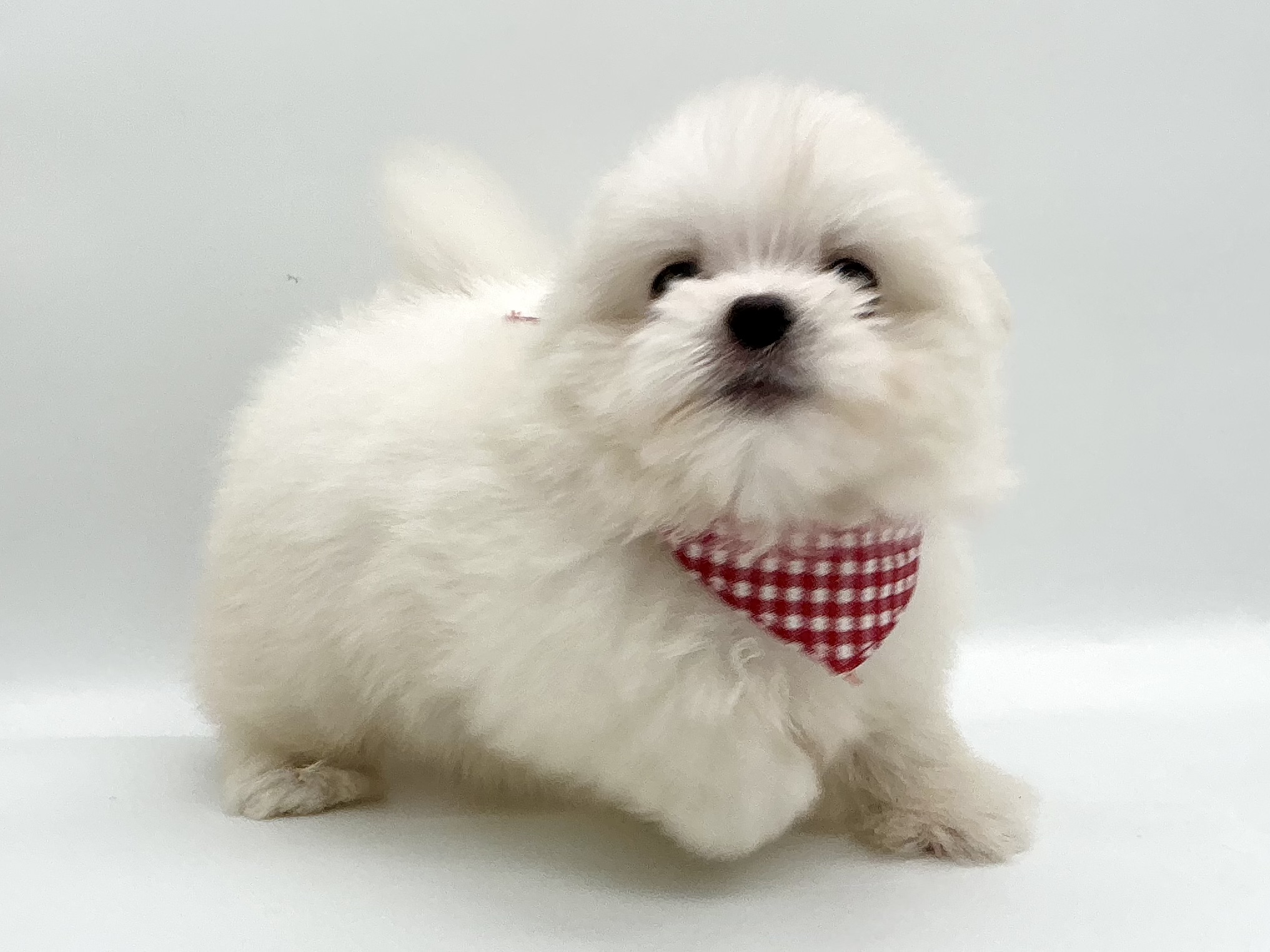 埼玉県のハーフ犬・ミックス犬 (ペッツワン鶴ヶ島店/2026年6月1日生まれ/女の子/クリーム)の子犬の2枚目の画像