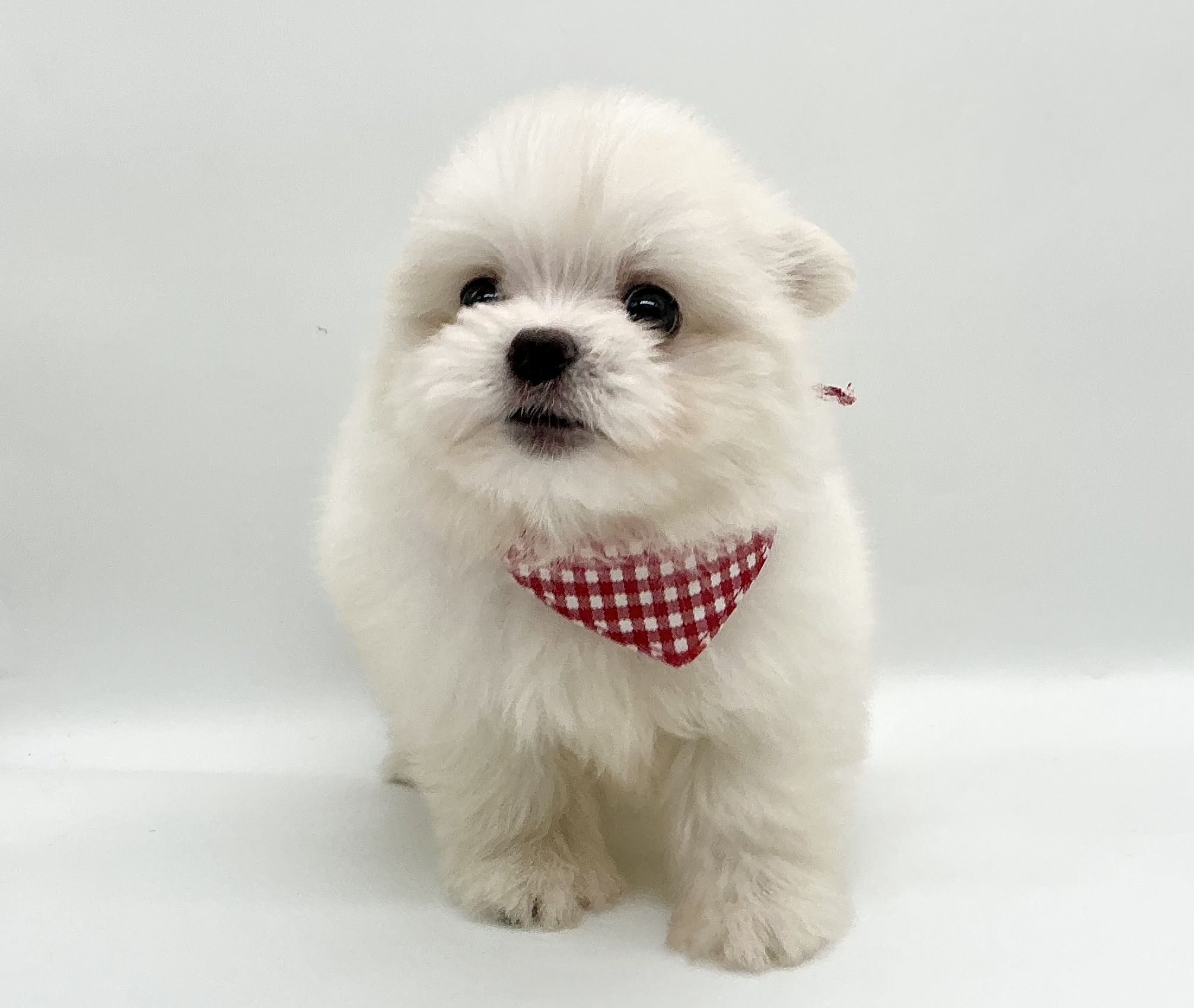 埼玉県のハーフ犬・ミックス犬 (ペッツワン鶴ヶ島店/2026年6月1日生まれ/女の子/クリーム)の子犬の1枚目の画像