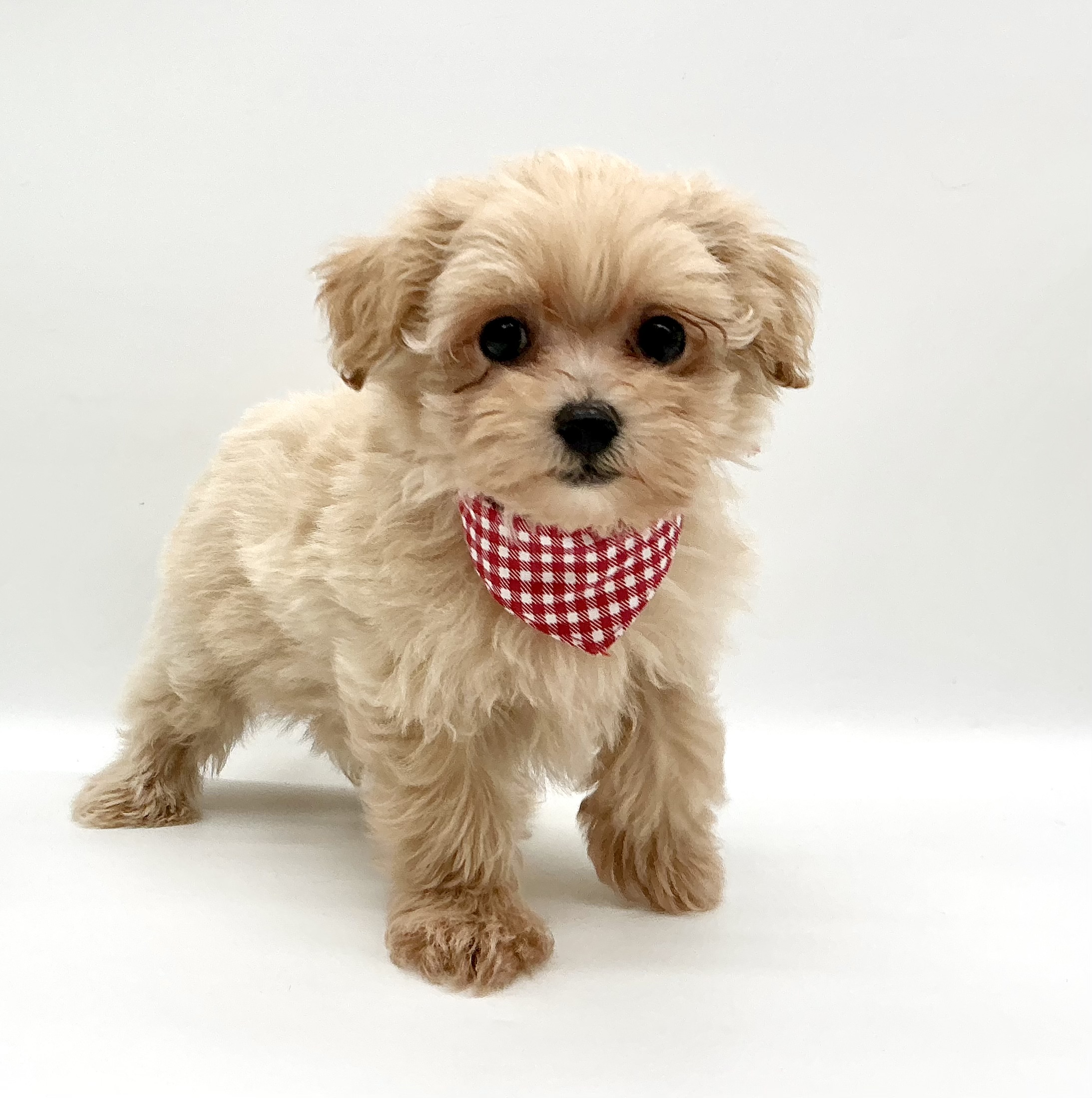 埼玉県のハーフ犬・ミックス犬 (ペッツワン鶴ヶ島店/2026年5月30日生まれ/女の子/アプリコット)の子犬の1枚目の画像