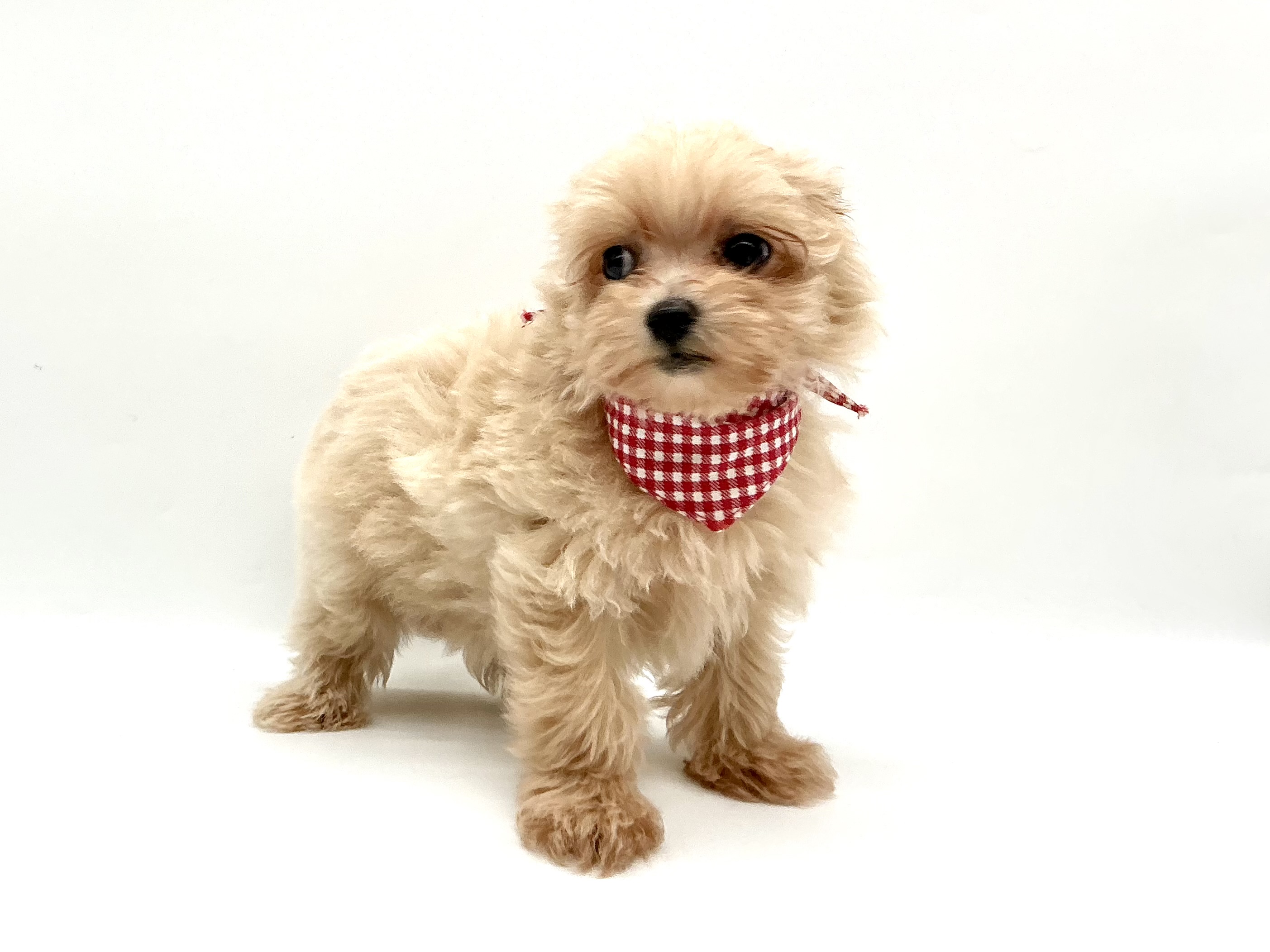 埼玉県のハーフ犬・ミックス犬 (ペッツワン鶴ヶ島店/2026年5月30日生まれ/女の子/アプリコット)の子犬の2枚目の画像