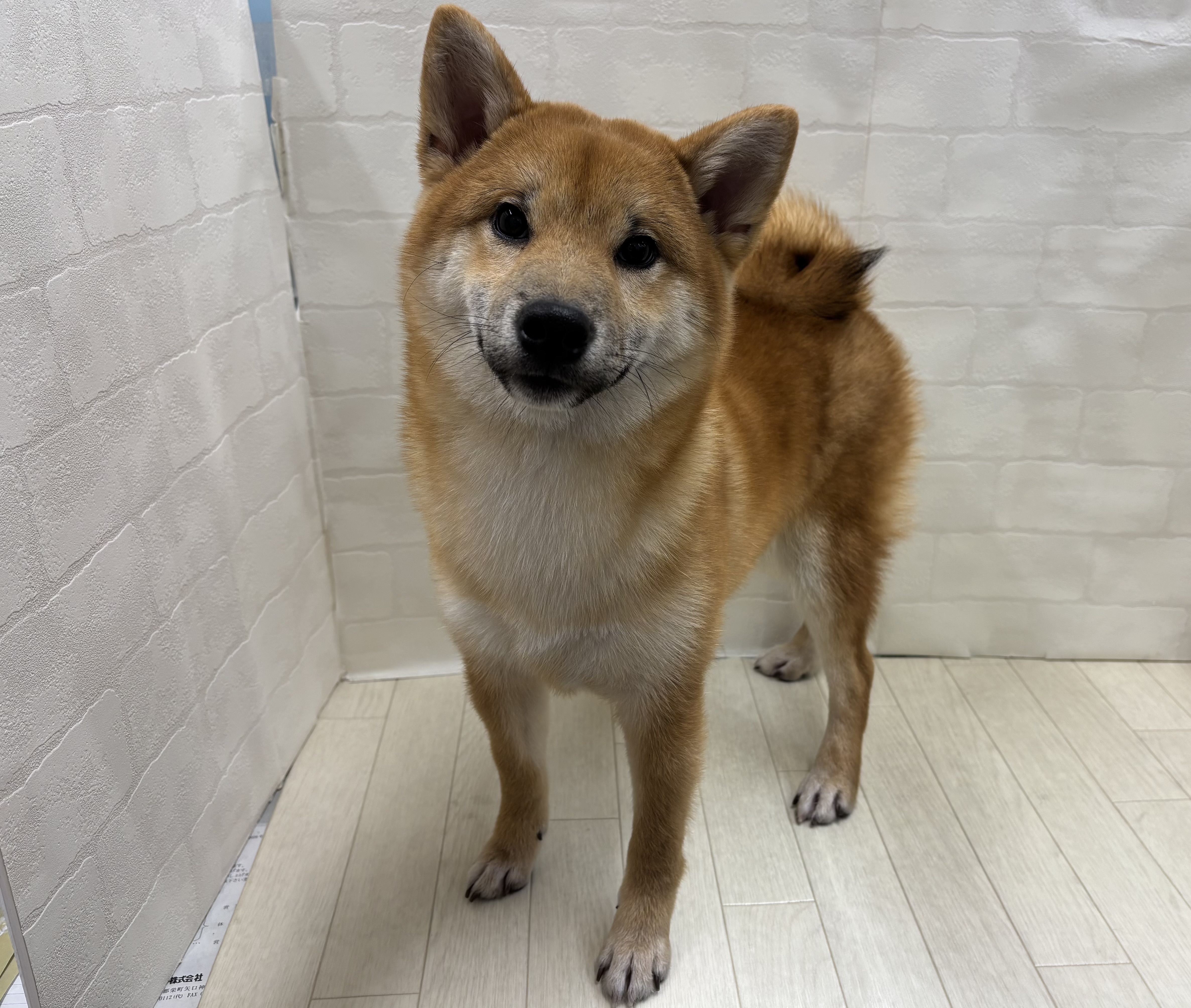 埼玉県の豆柴 (ペッツワン大利根店/2026年1月19日生まれ/男の子/赤)の子犬の1枚目の画像