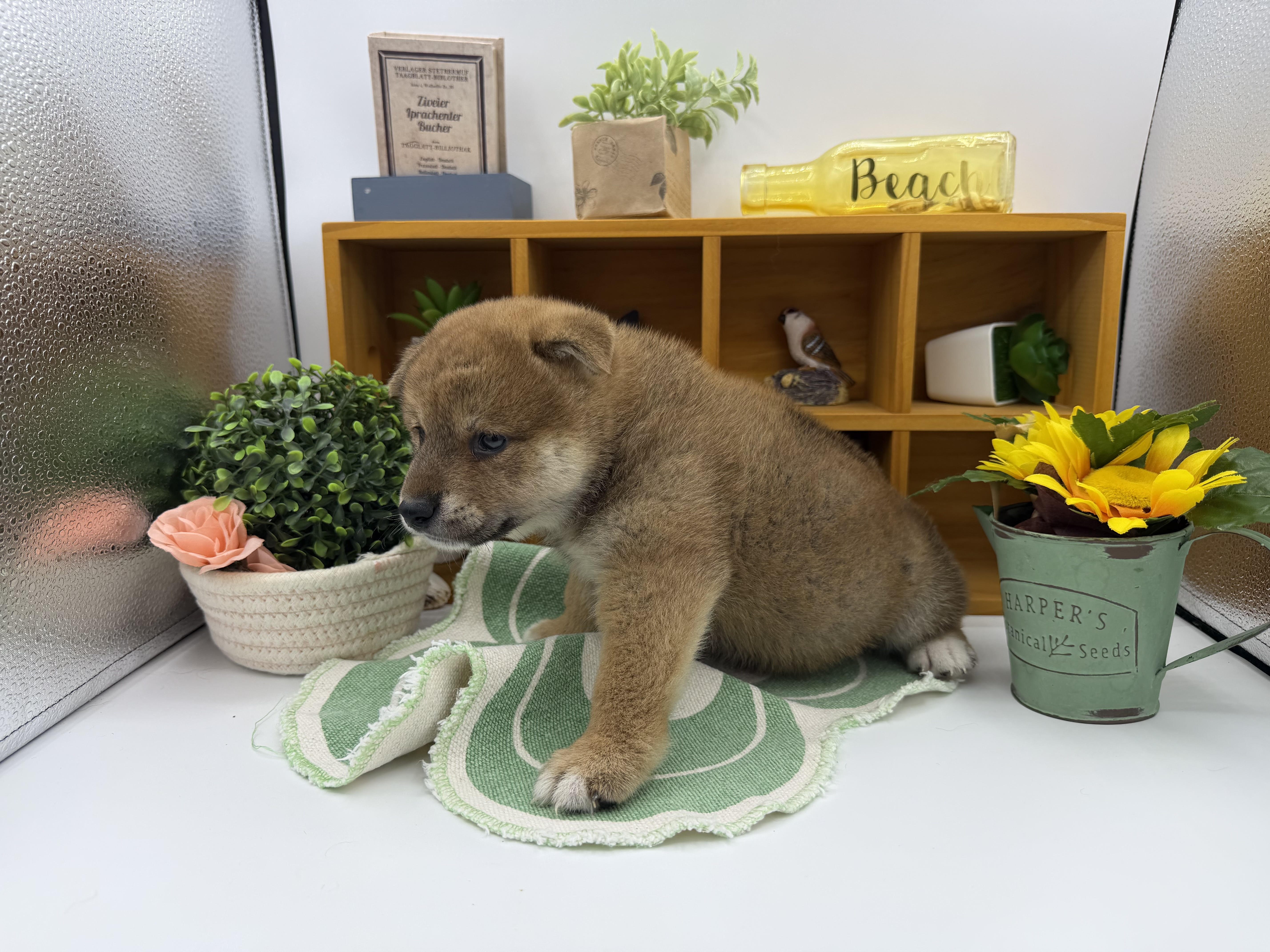 静岡県の豆柴 (ペッツワン清水店/2026年6月6日生まれ/男の子/赤)の子犬の3枚目の画像