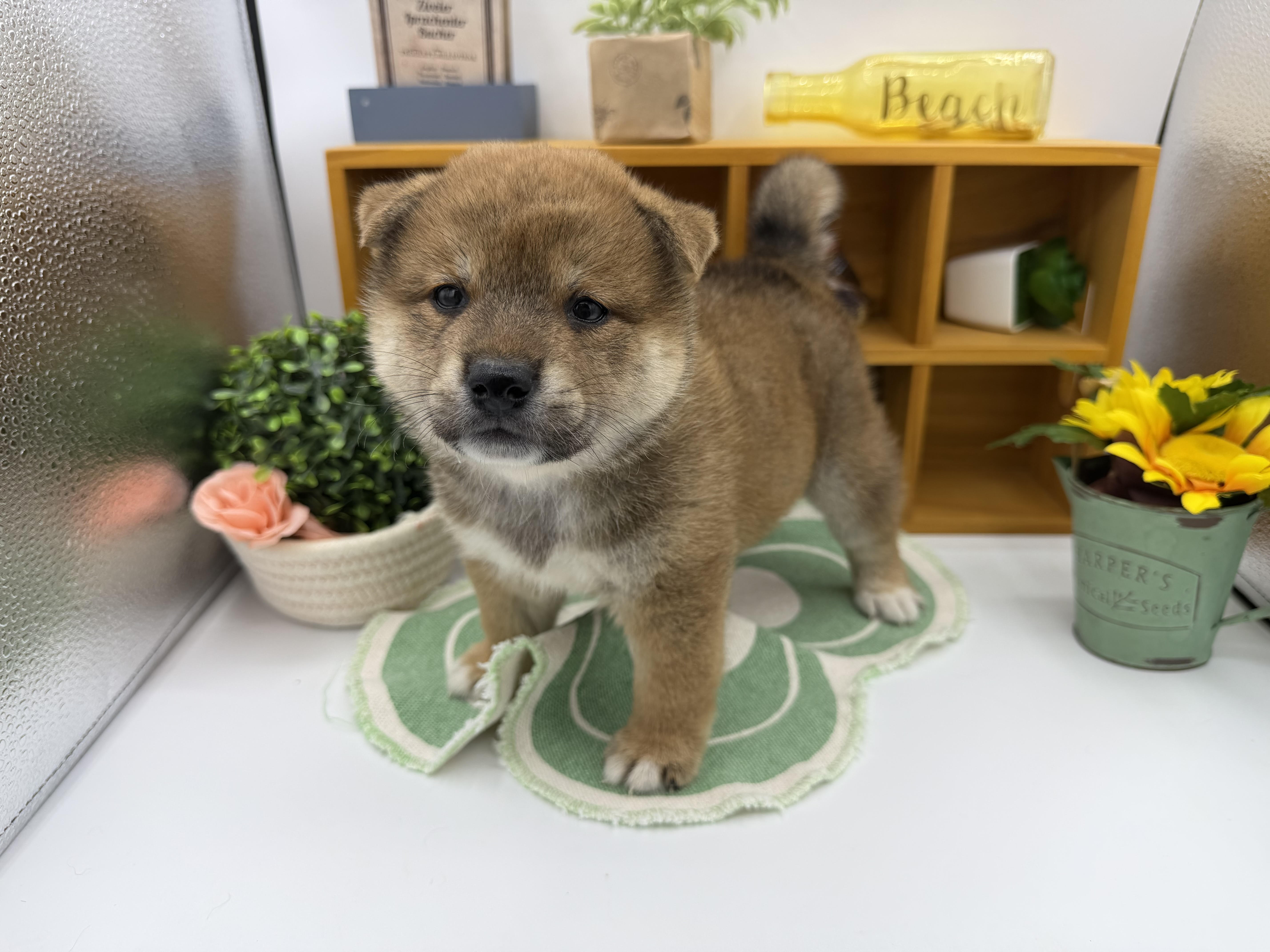 静岡県の豆柴 (ペッツワン清水店/2026年6月6日生まれ/男の子/赤)の子犬の1枚目の画像