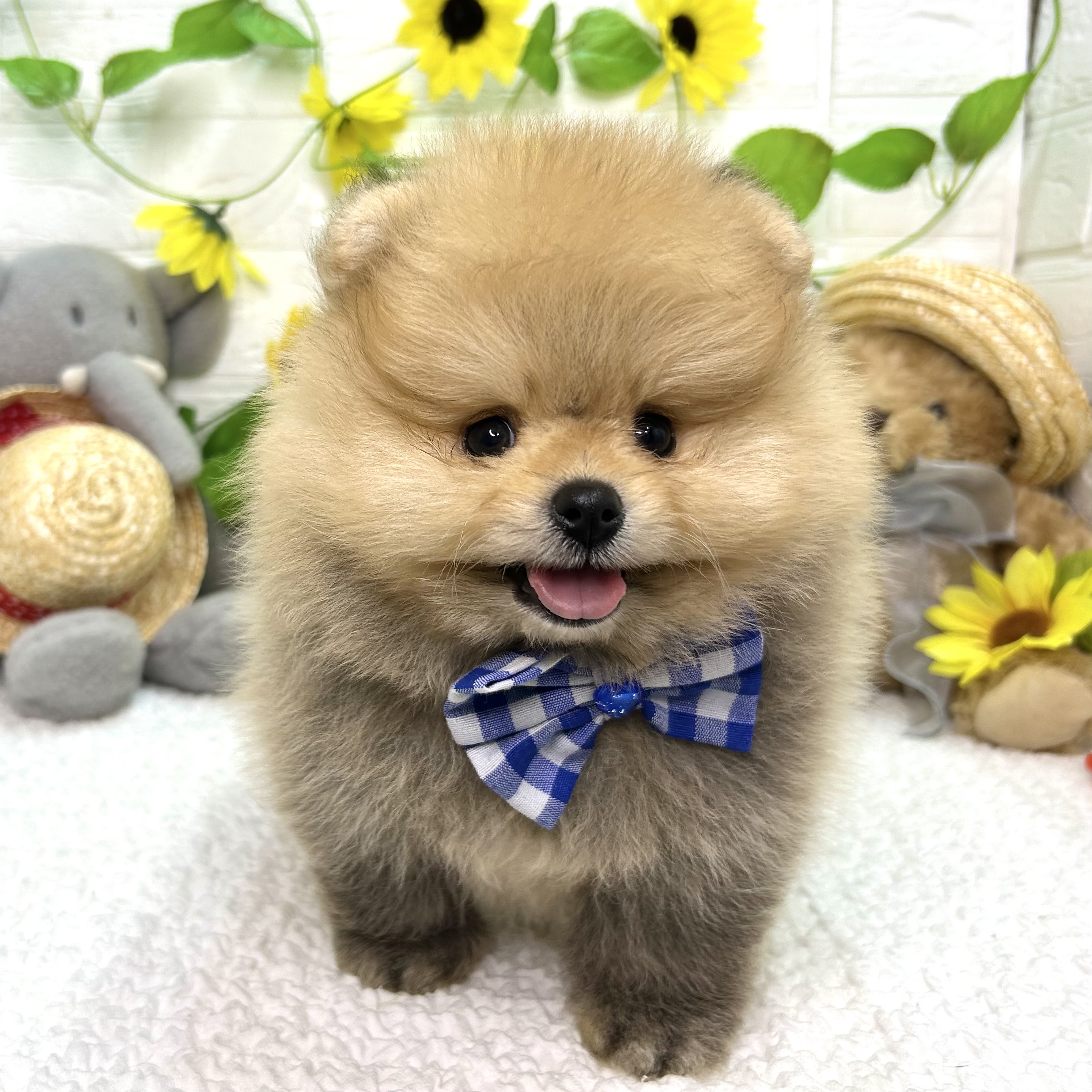 大阪府のポメラニアン (ペッツワン東大阪店/2026年6月5日生まれ/男の子/オレンジ)の子犬の1枚目の画像