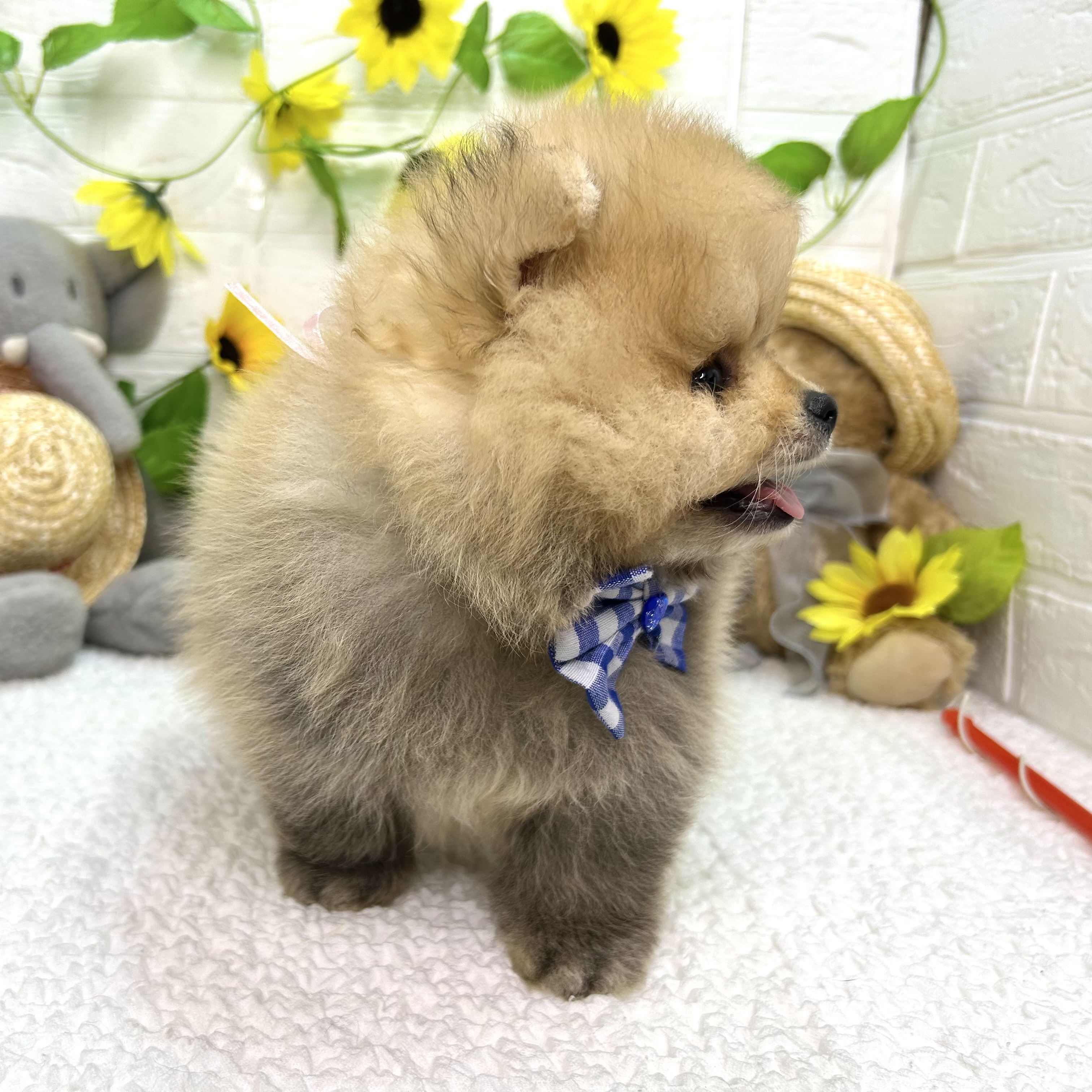 大阪府のポメラニアン (ペッツワン東大阪店/2026年6月5日生まれ/男の子/オレンジ)の子犬の3枚目の画像