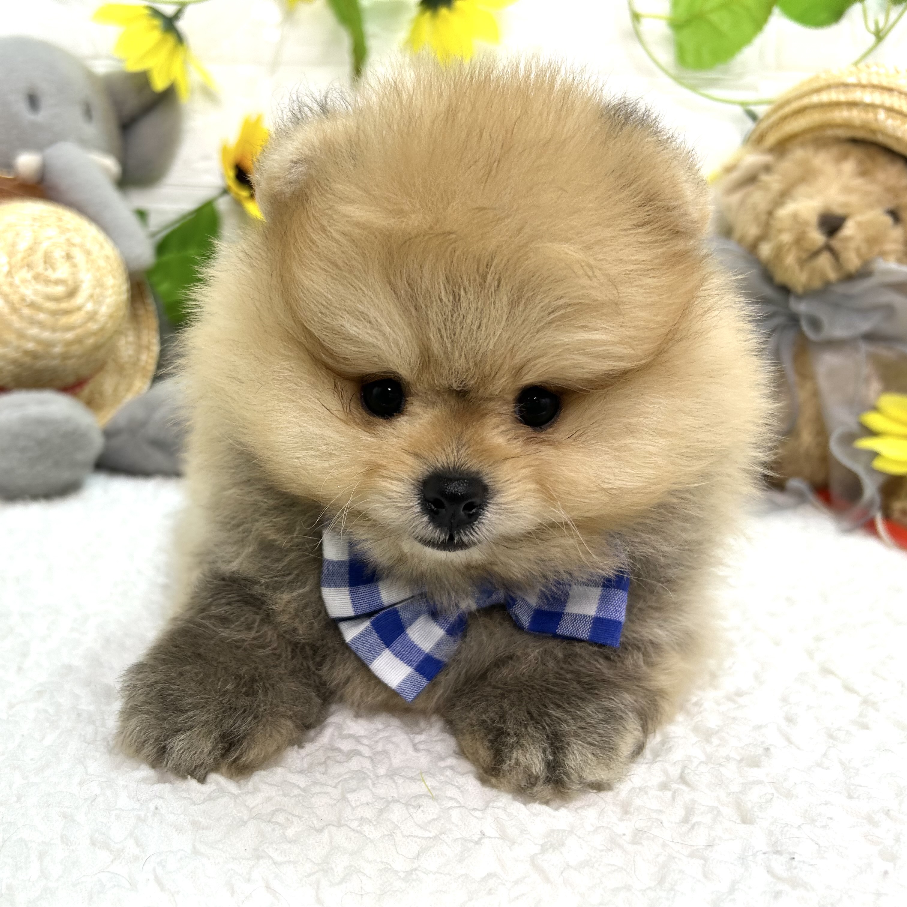 大阪府のポメラニアン (ペッツワン東大阪店/2026年6月5日生まれ/男の子/オレンジ)の子犬の2枚目の画像