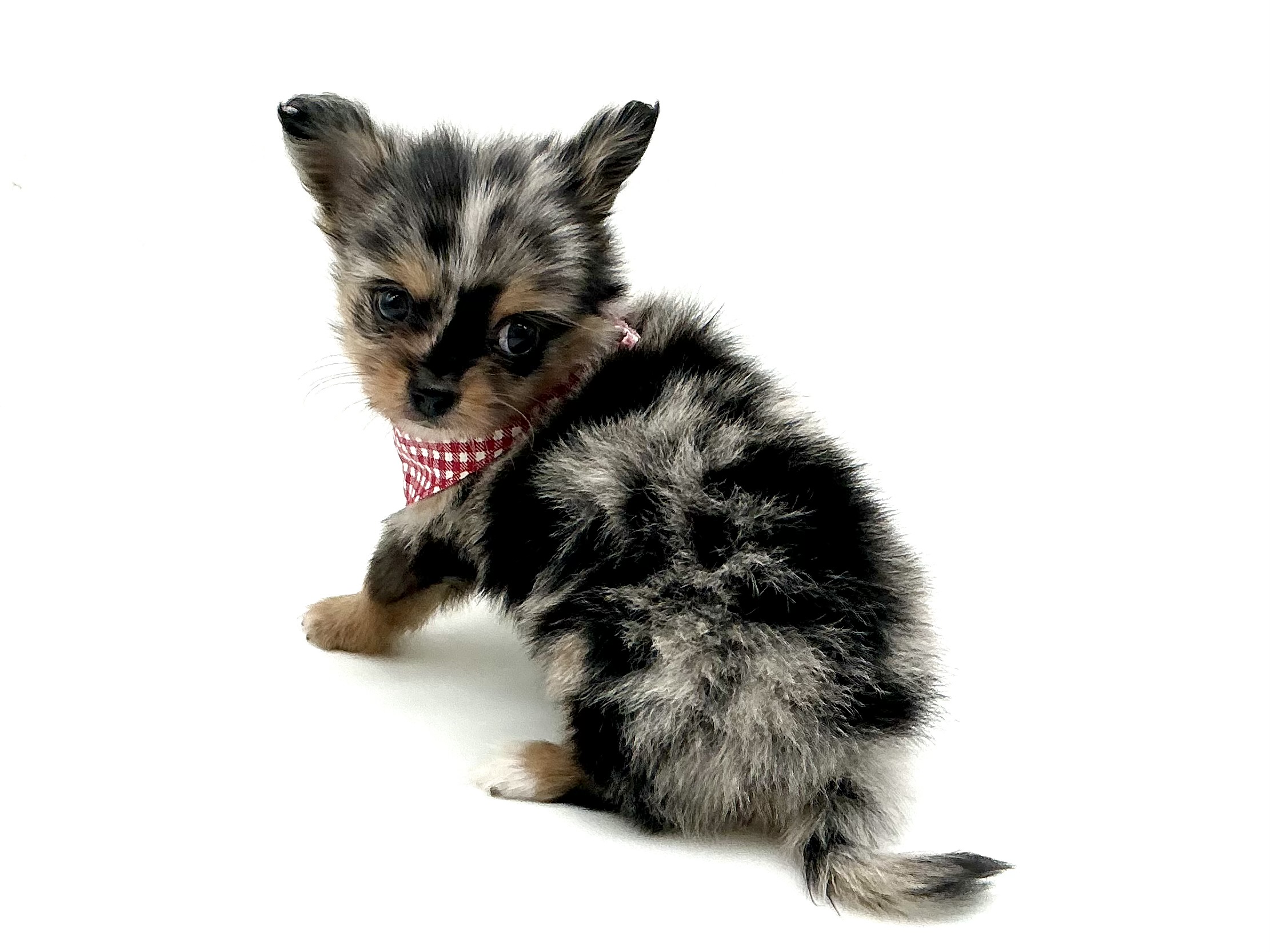 埼玉県のハーフ犬・ミックス犬 (ペッツワン鶴ヶ島店/2026年6月6日生まれ/女の子/ブルーマール)の子犬の2枚目の画像