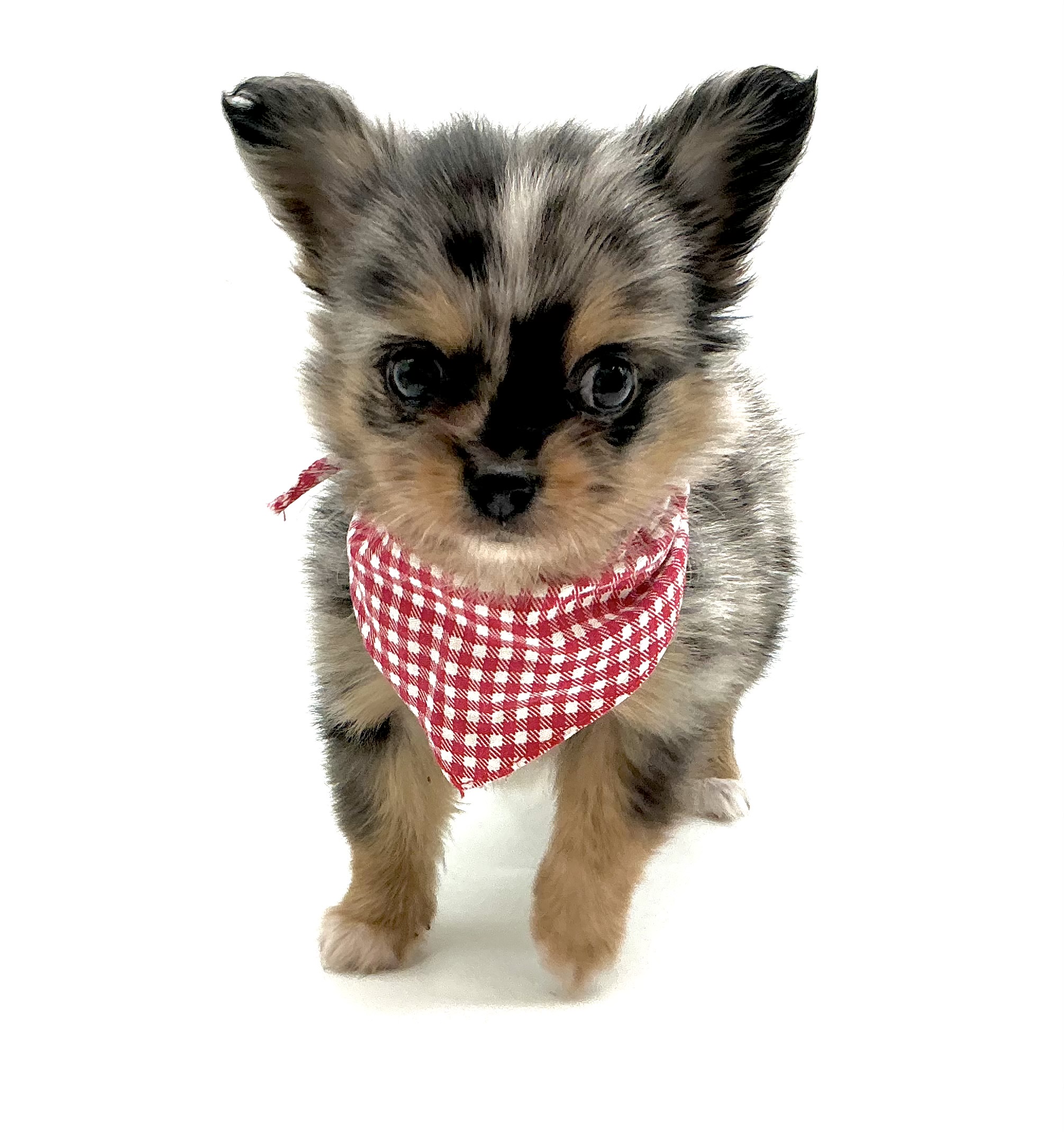 埼玉県のハーフ犬・ミックス犬 (ペッツワン鶴ヶ島店/2026年6月6日生まれ/女の子/ブルーマール)の子犬の1枚目の画像