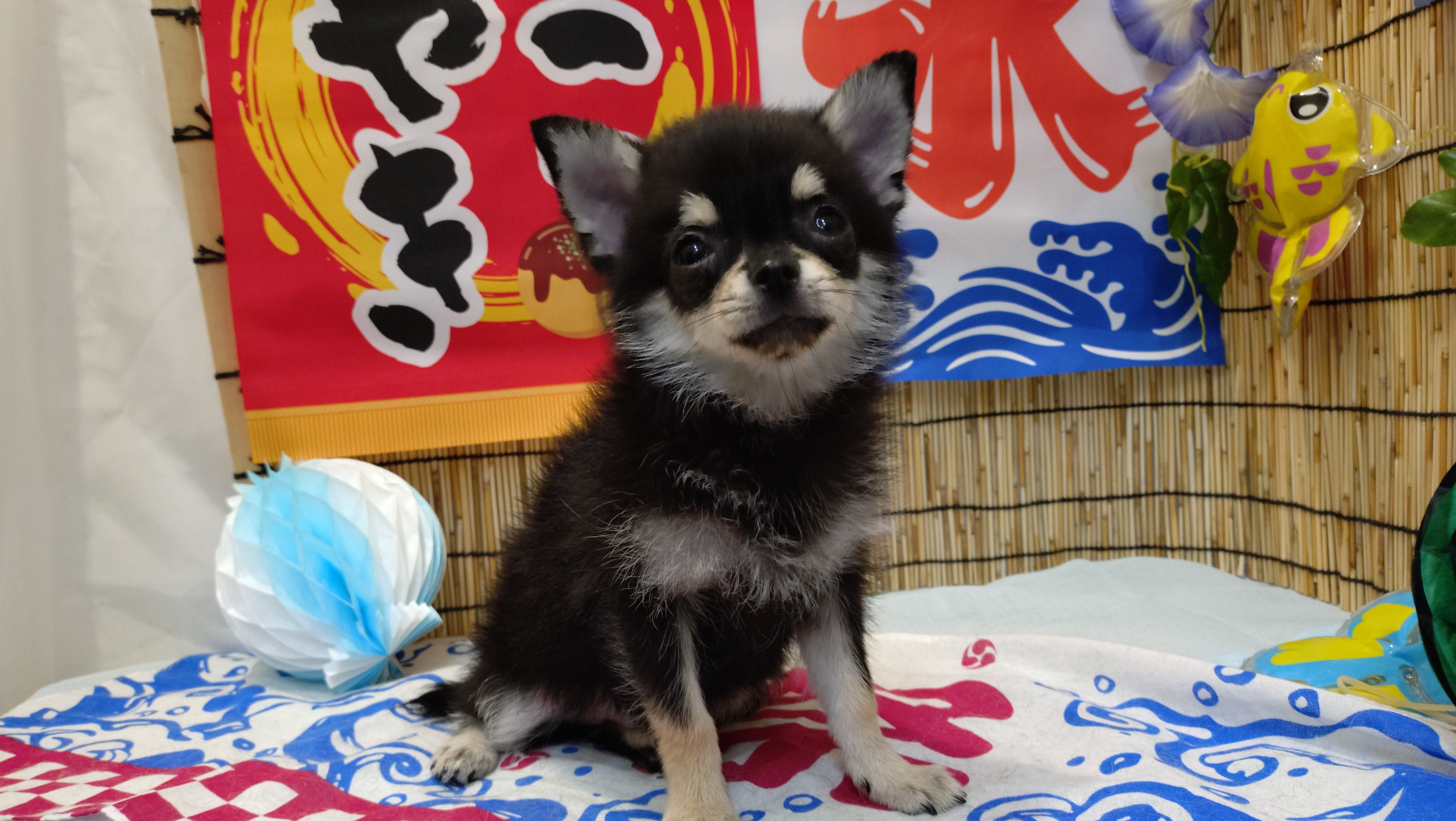 岐阜県のハーフ犬・ミックス犬 (ペッツワン関店/2026年4月16日生まれ/男の子/ブラックタン)の子犬