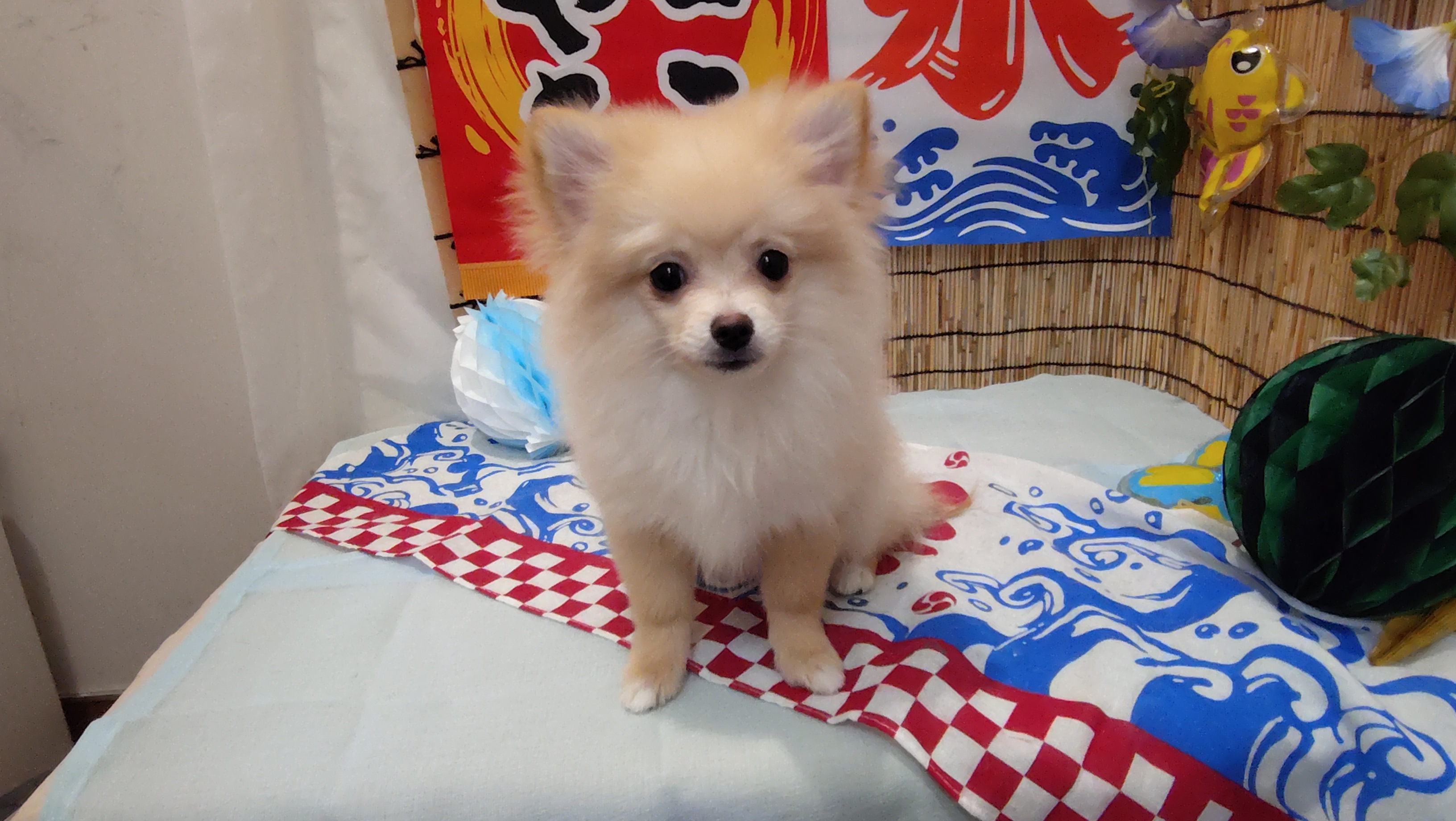 岐阜県のハーフ犬・ミックス犬 (ペッツワン関店/2026年4月11日生まれ/男の子/クリーム)の子犬