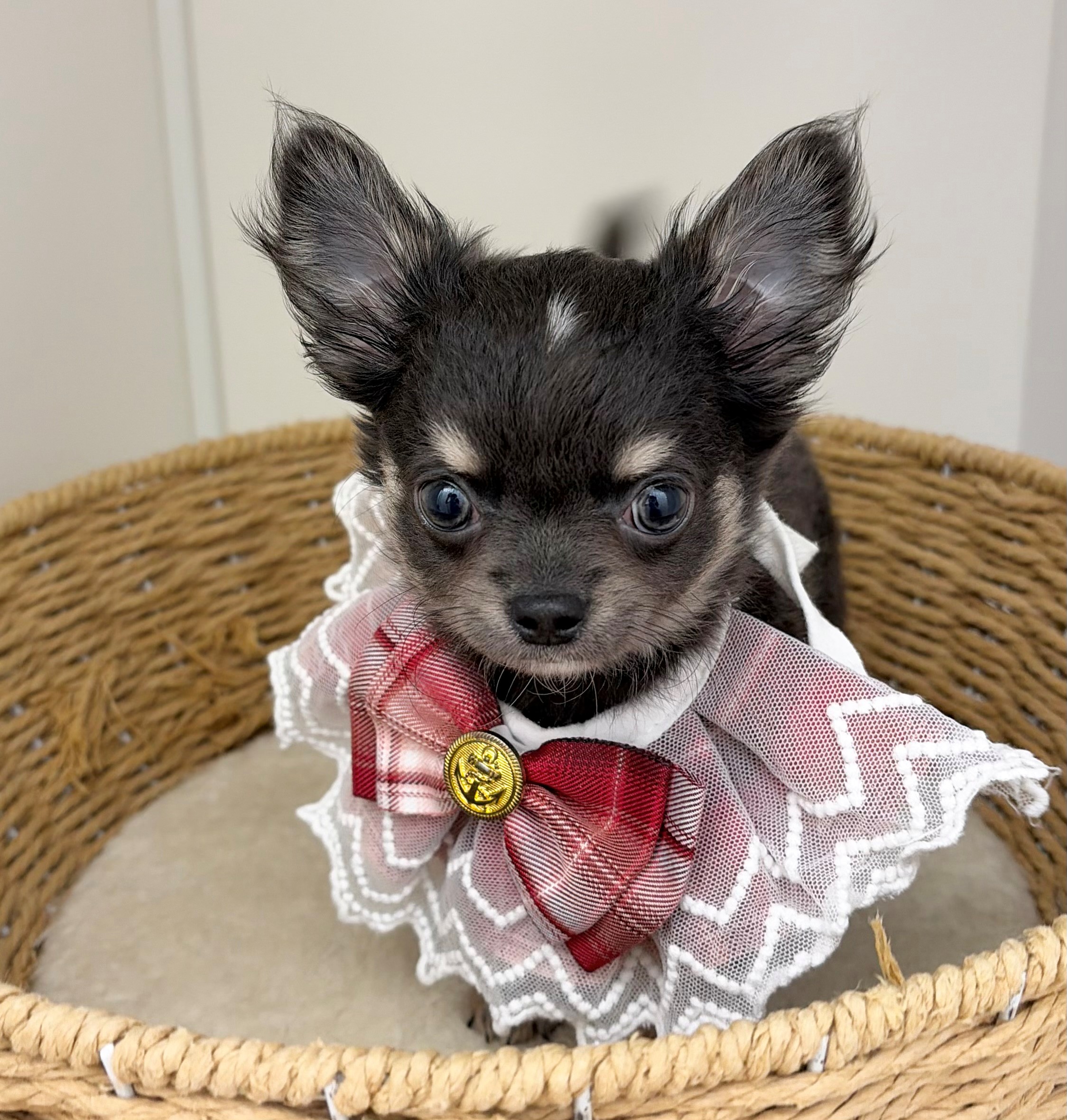 岐阜県のチワワ(ロング) (ペッツワン可児店/2026年6月4日生まれ/女の子/ブルータン)の子犬