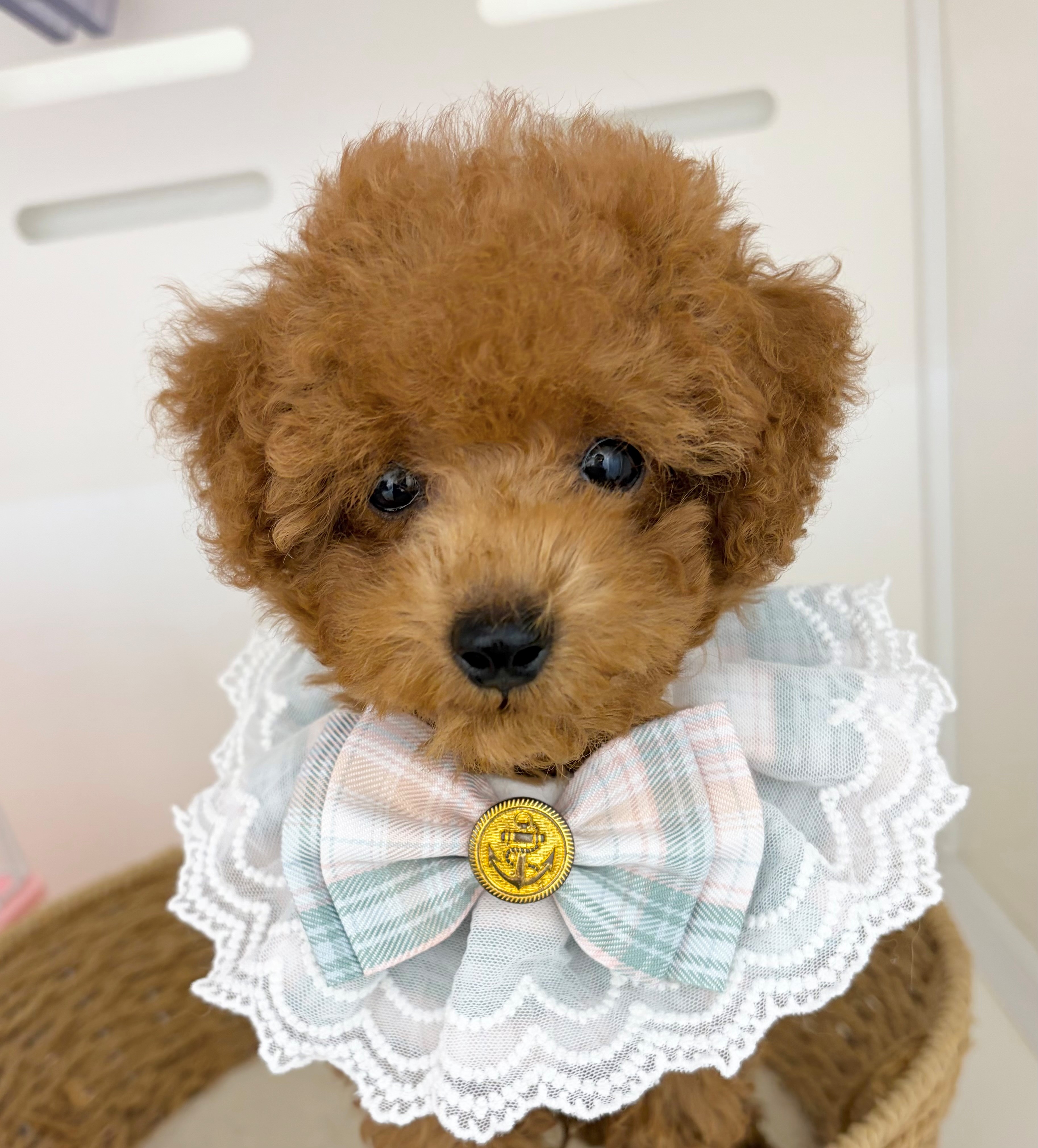 岐阜県のトイプードル(トイ) (ペッツワン可児店/2026年5月28日生まれ/男の子/レッドフォーン)の子犬