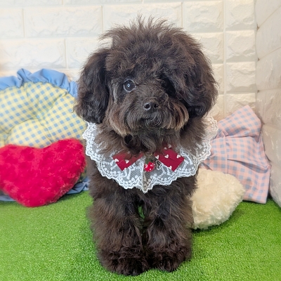 京都府のトイプードル(トイ) (ペッツワン亀岡店/2026年3月5日生まれ/女の子/ブラック)の子犬の1枚目の画像
