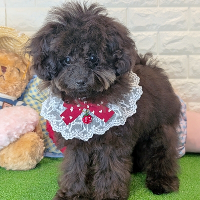 京都府のトイプードル(トイ) (ペッツワン亀岡店/2026年3月5日生まれ/女の子/ブラック)の子犬の3枚目の画像