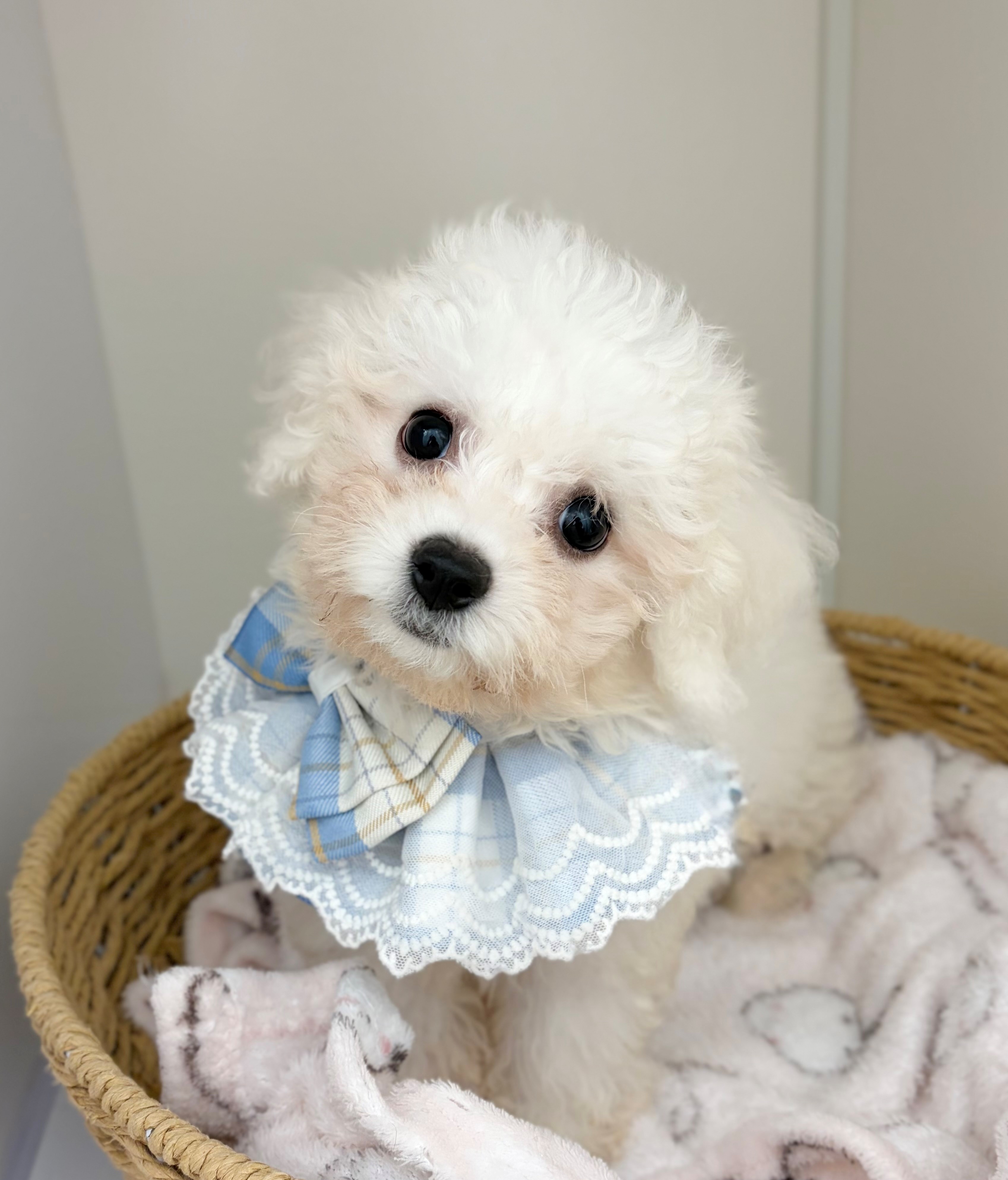 岐阜県のビションフリーゼ (ペッツワン可児店/2026年5月21日生まれ/男の子/ホワイト)の子犬の1枚目の画像