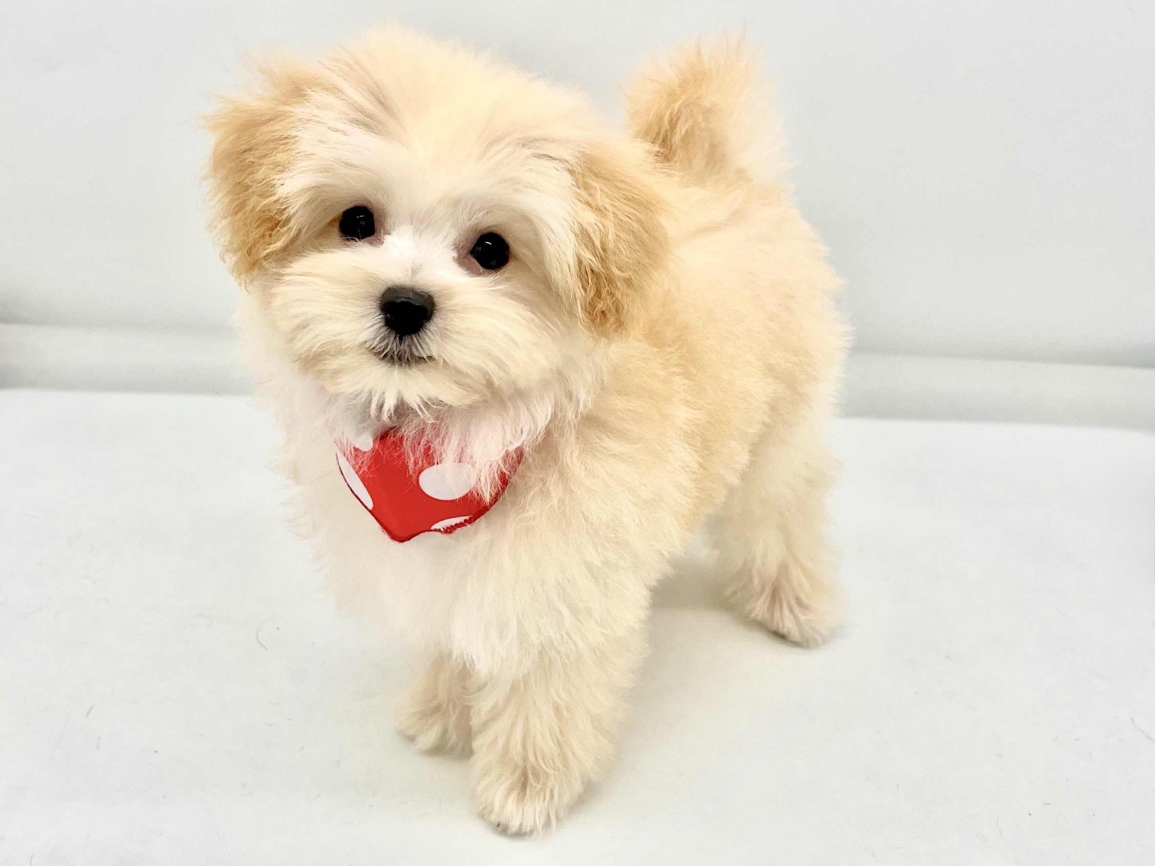 埼玉県のハーフ犬・ミックス犬 (ペッツワンなめがわモール店/2026年4月20日生まれ/男の子/クリーム)の子犬