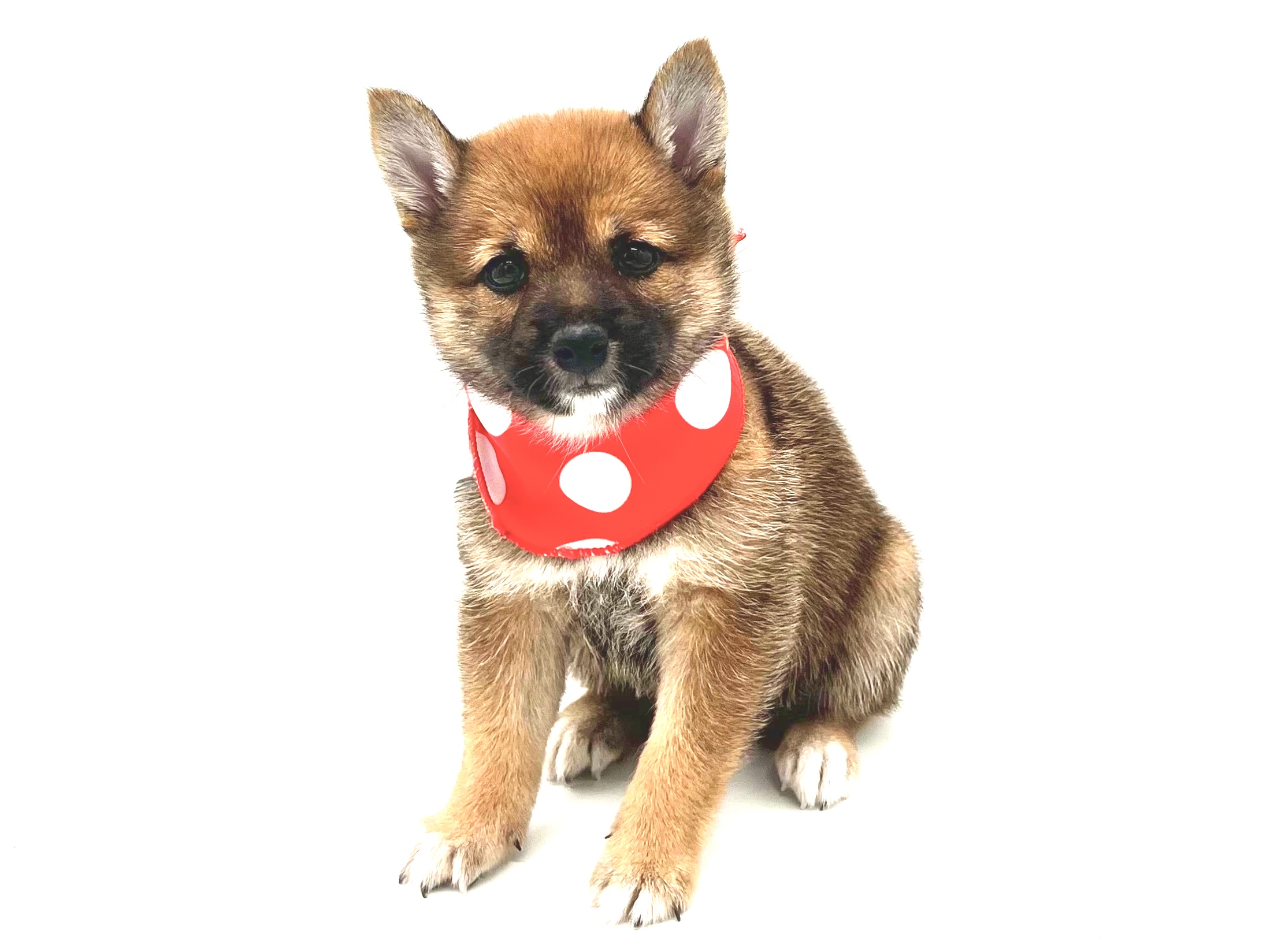 埼玉県の豆柴 (ペッツワンなめがわモール店/2026年6月1日生まれ/女の子/赤)の子犬