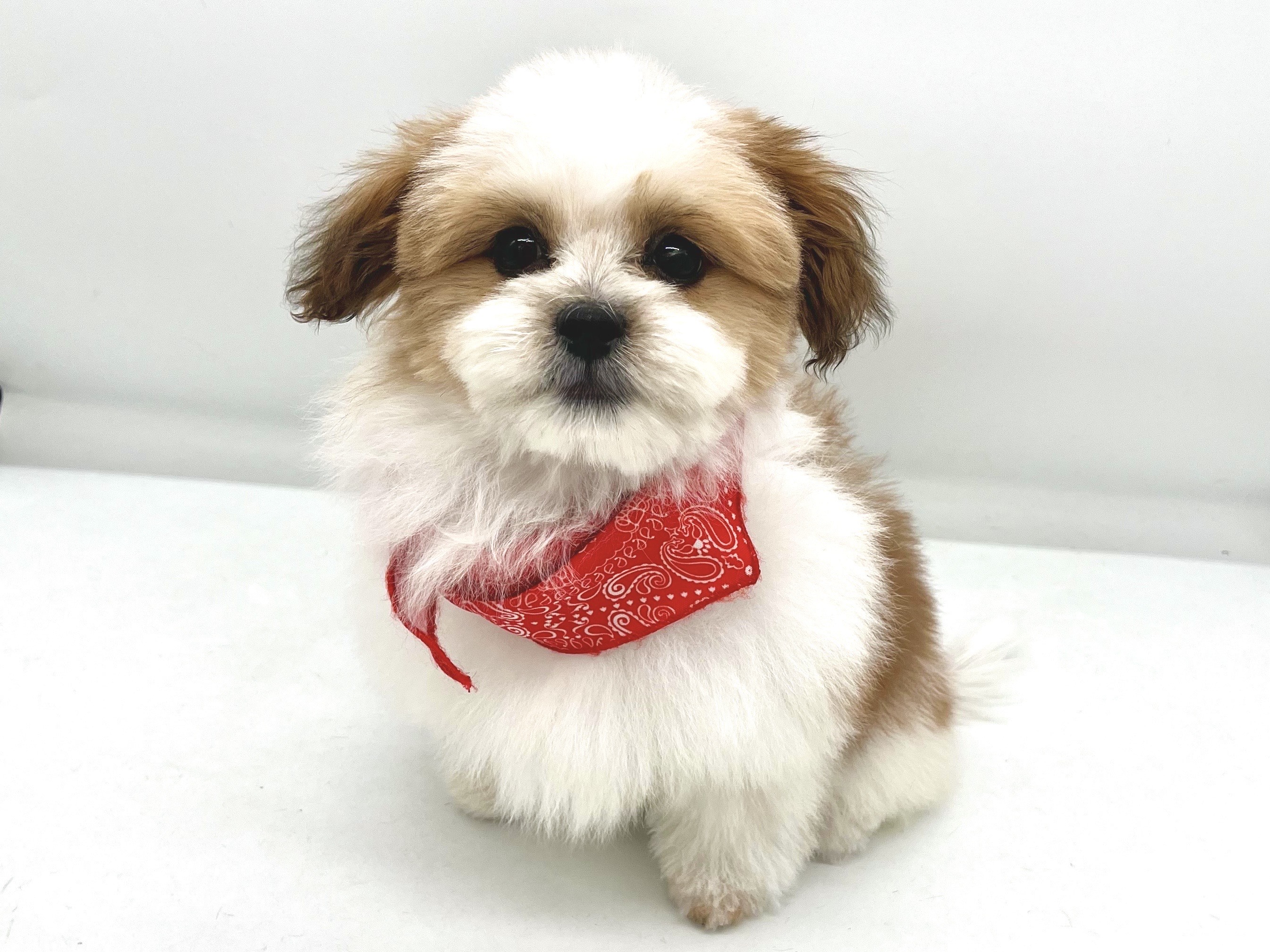 埼玉県のハーフ犬・ミックス犬 (ペッツワンなめがわモール店/2026年4月5日生まれ/女の子/ホワイトゴールド)の子犬