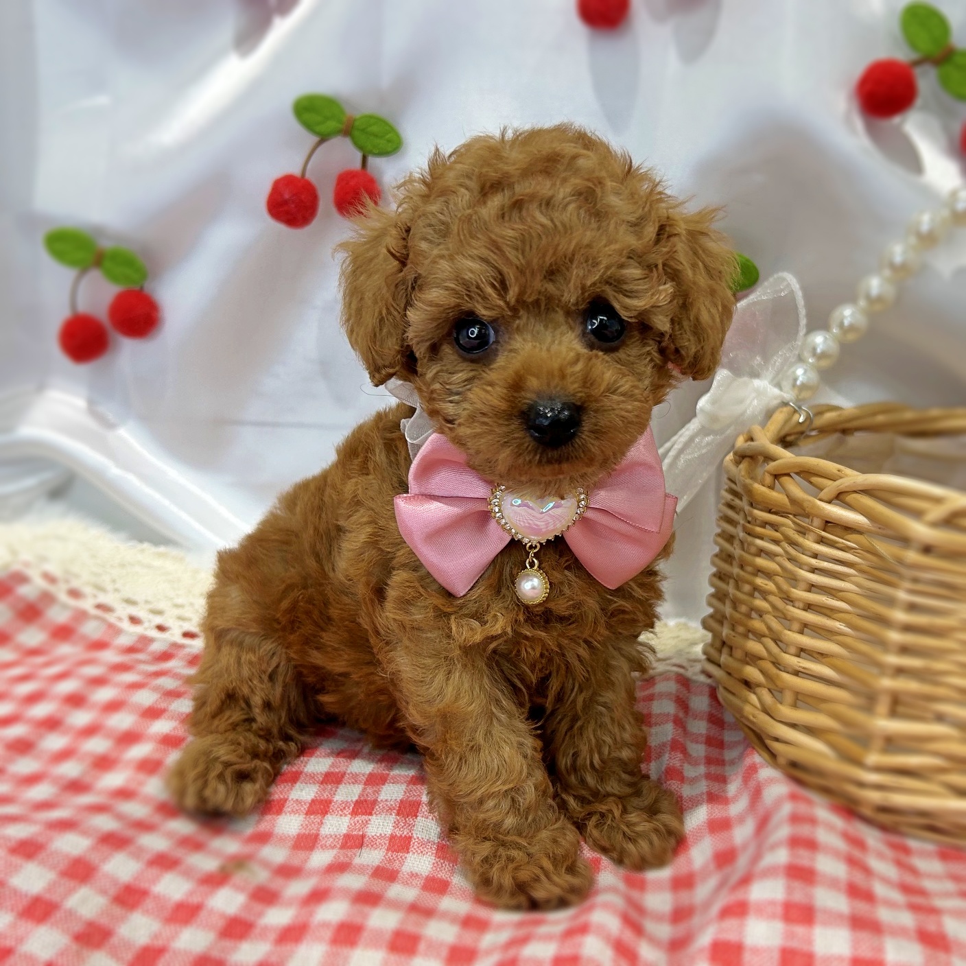 滋賀県のトイプードル(トイ) (ペッツワン堅田店/2026年6月10日生まれ/女の子/オレンジ)の子犬の2枚目の画像